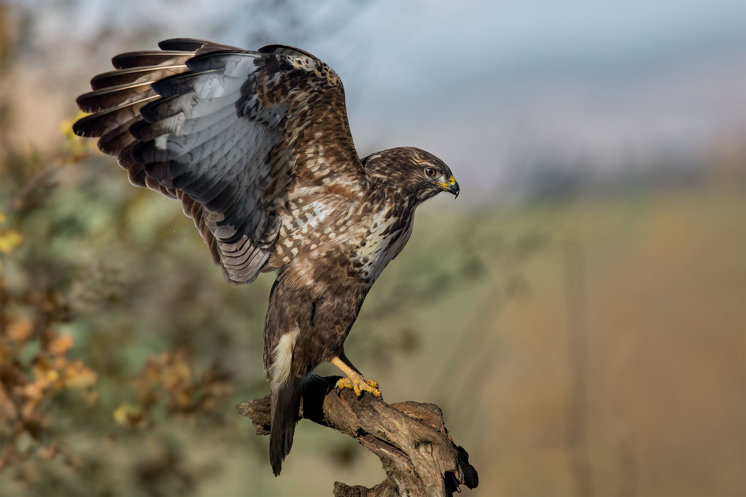 Poiana, Sienese hills
