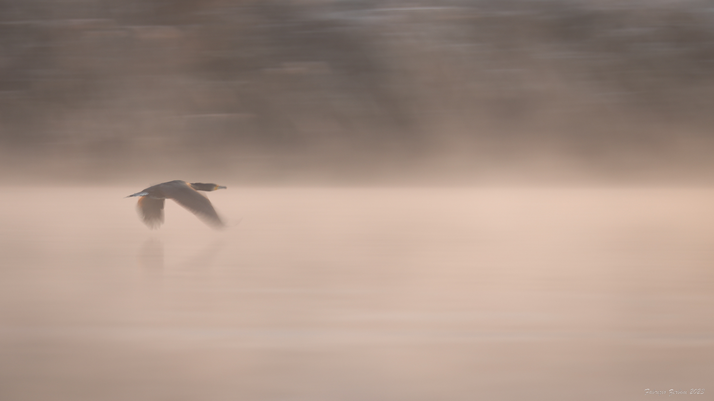 Cormorano