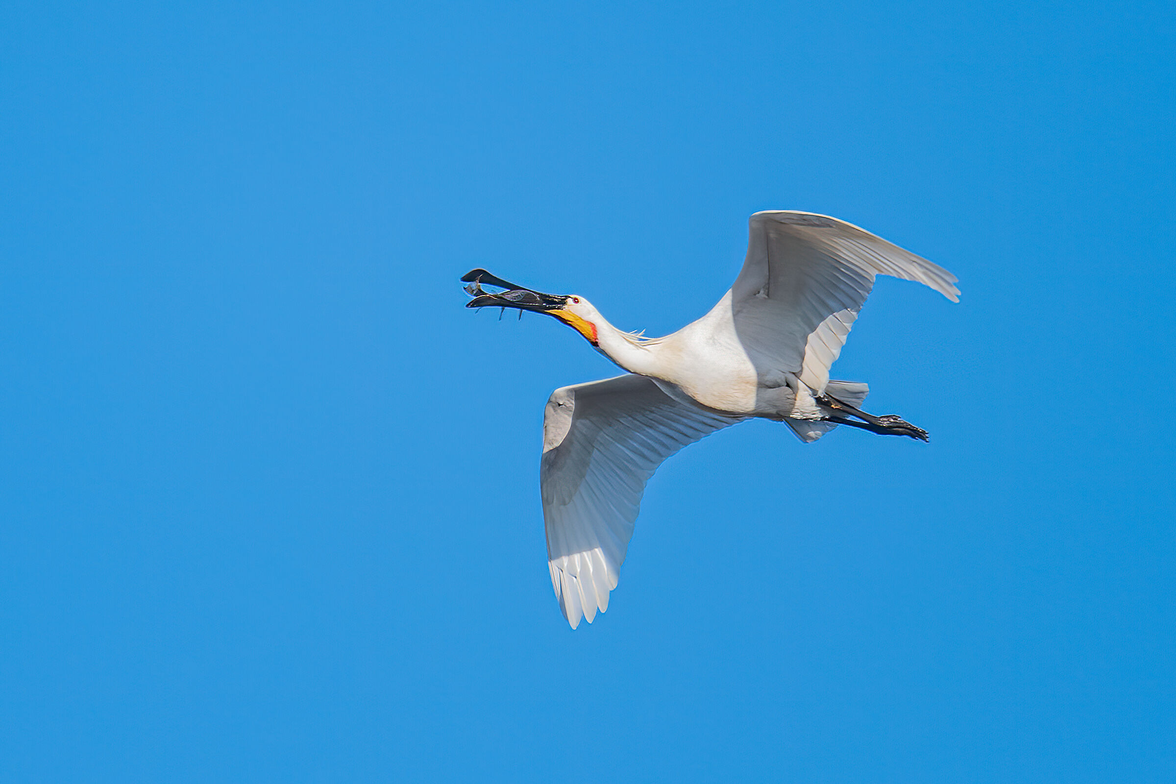 spoonbill (Platalea leucorodia)