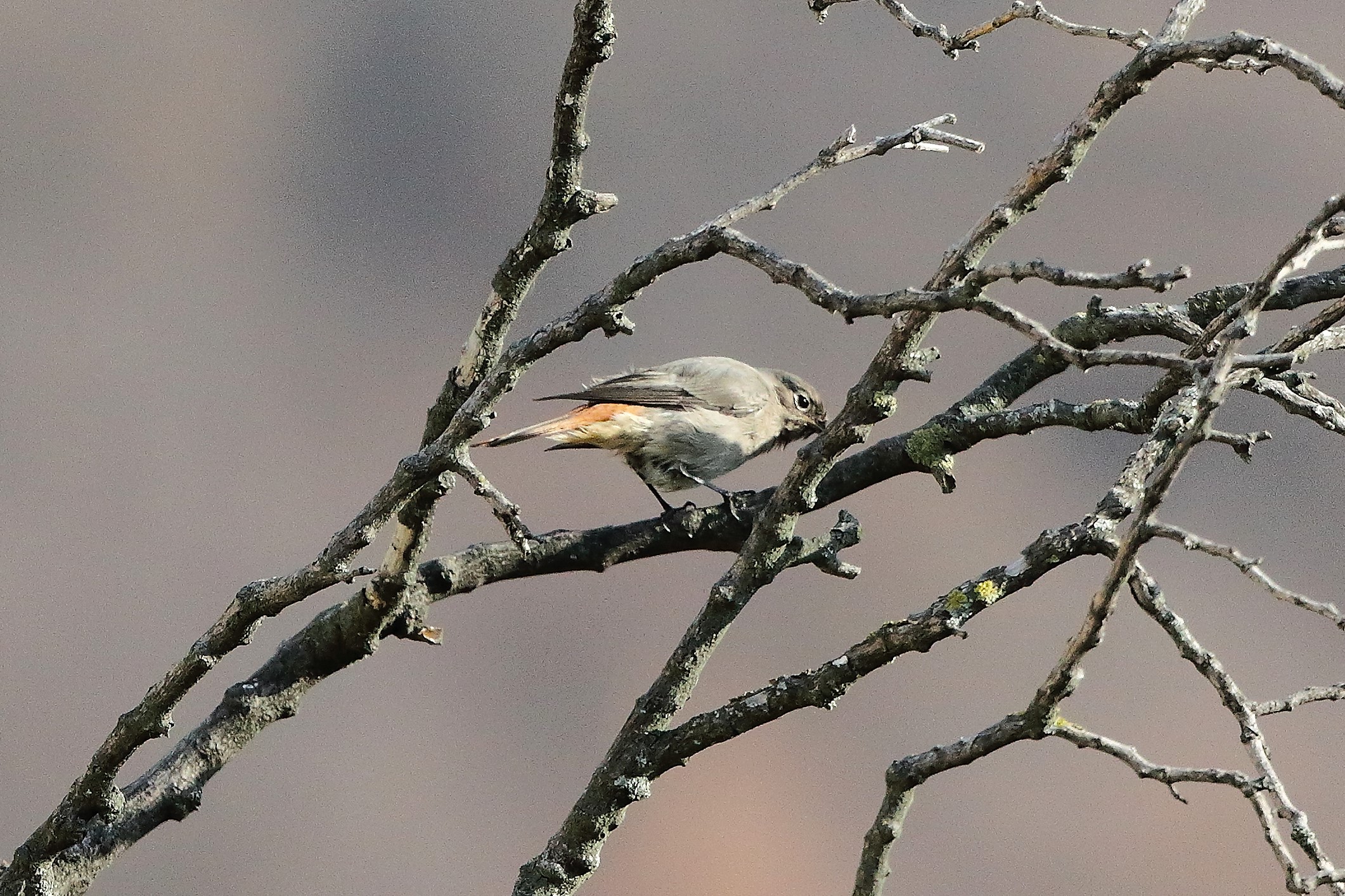 Codirosso 04 gennaio 2023