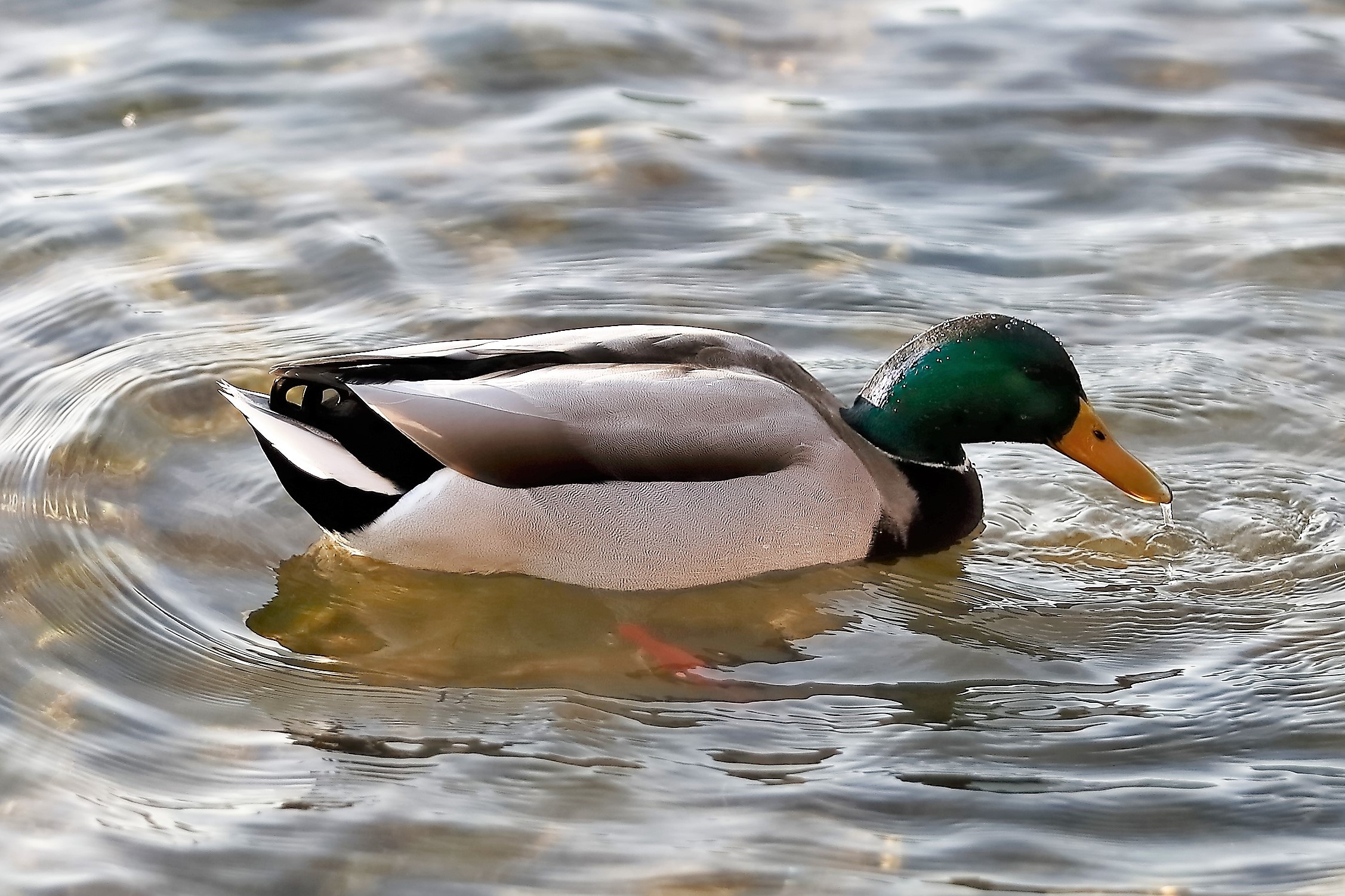 Germano 14 gennaio 2023