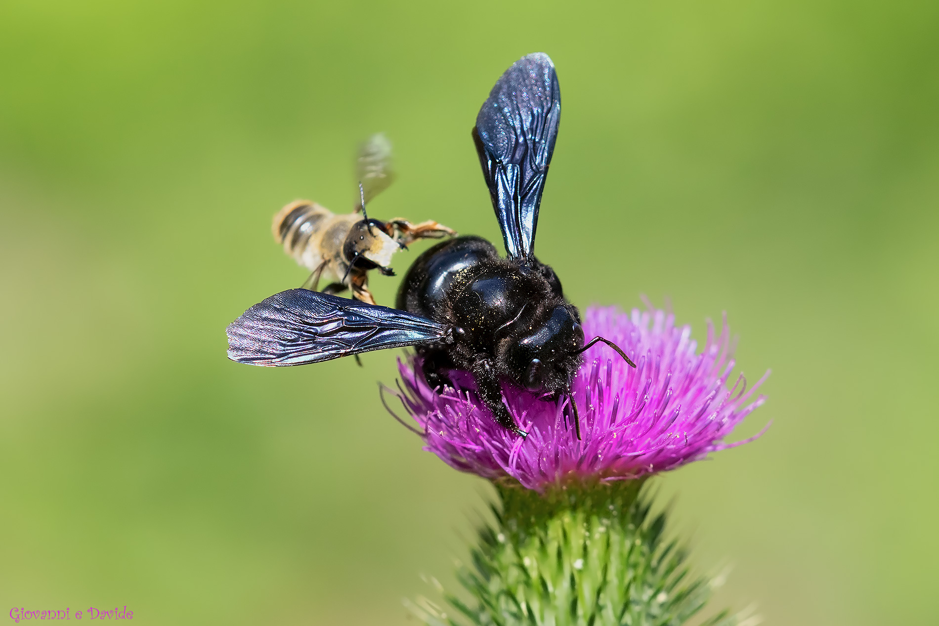 ... A pinch on the butt ...