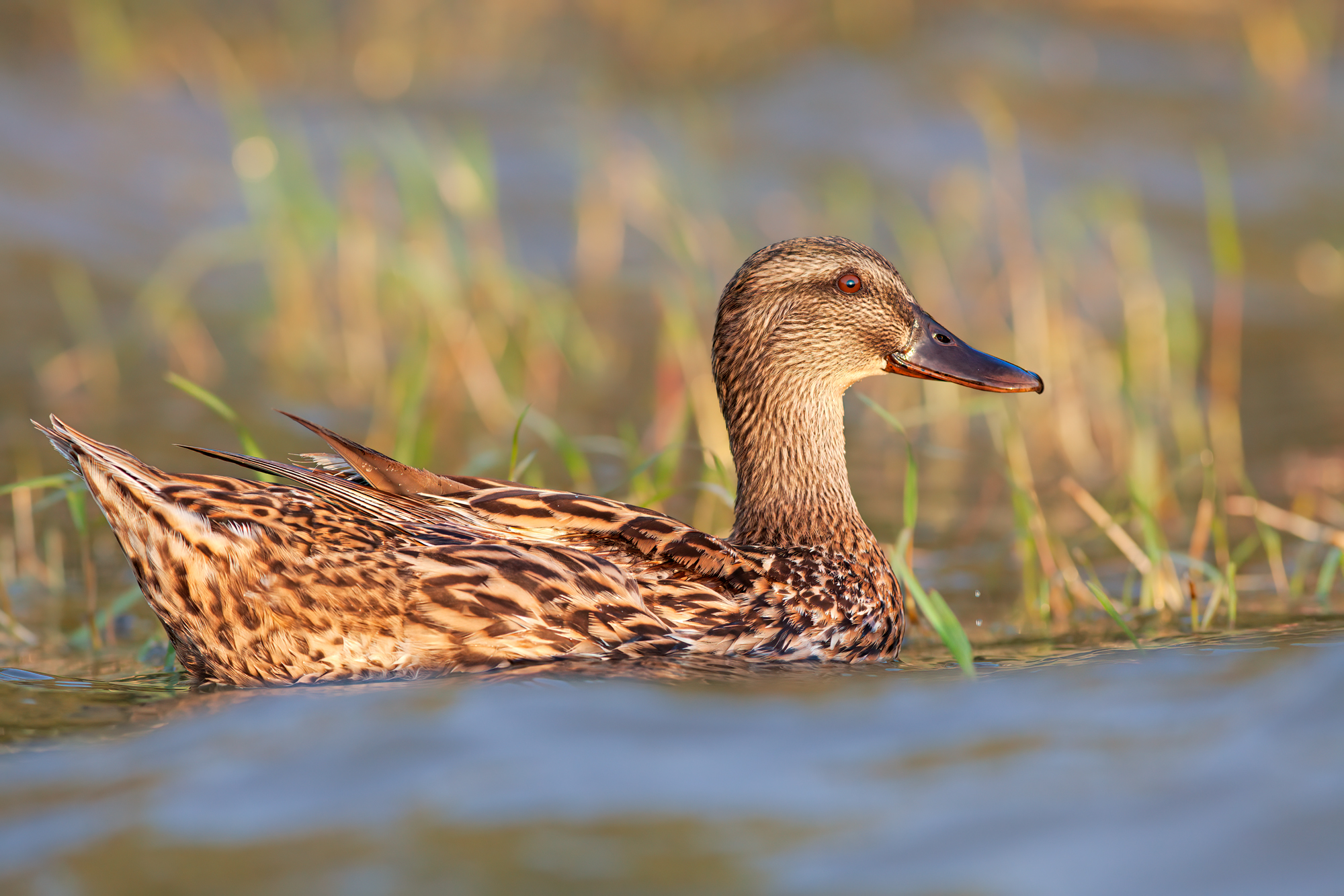 Female mallard ...... I think