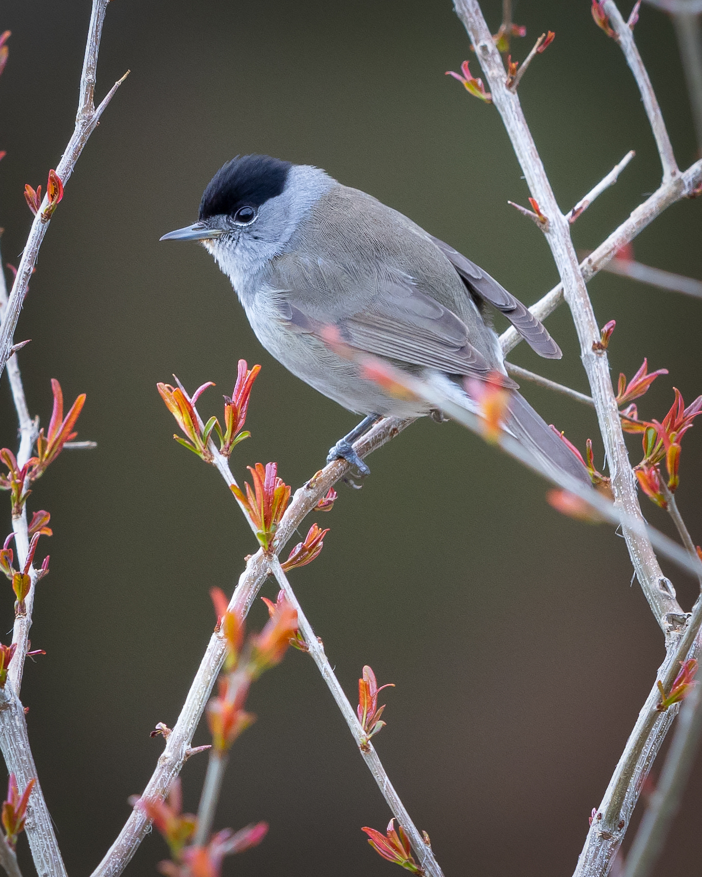 Sylvia atricapilla Capinera