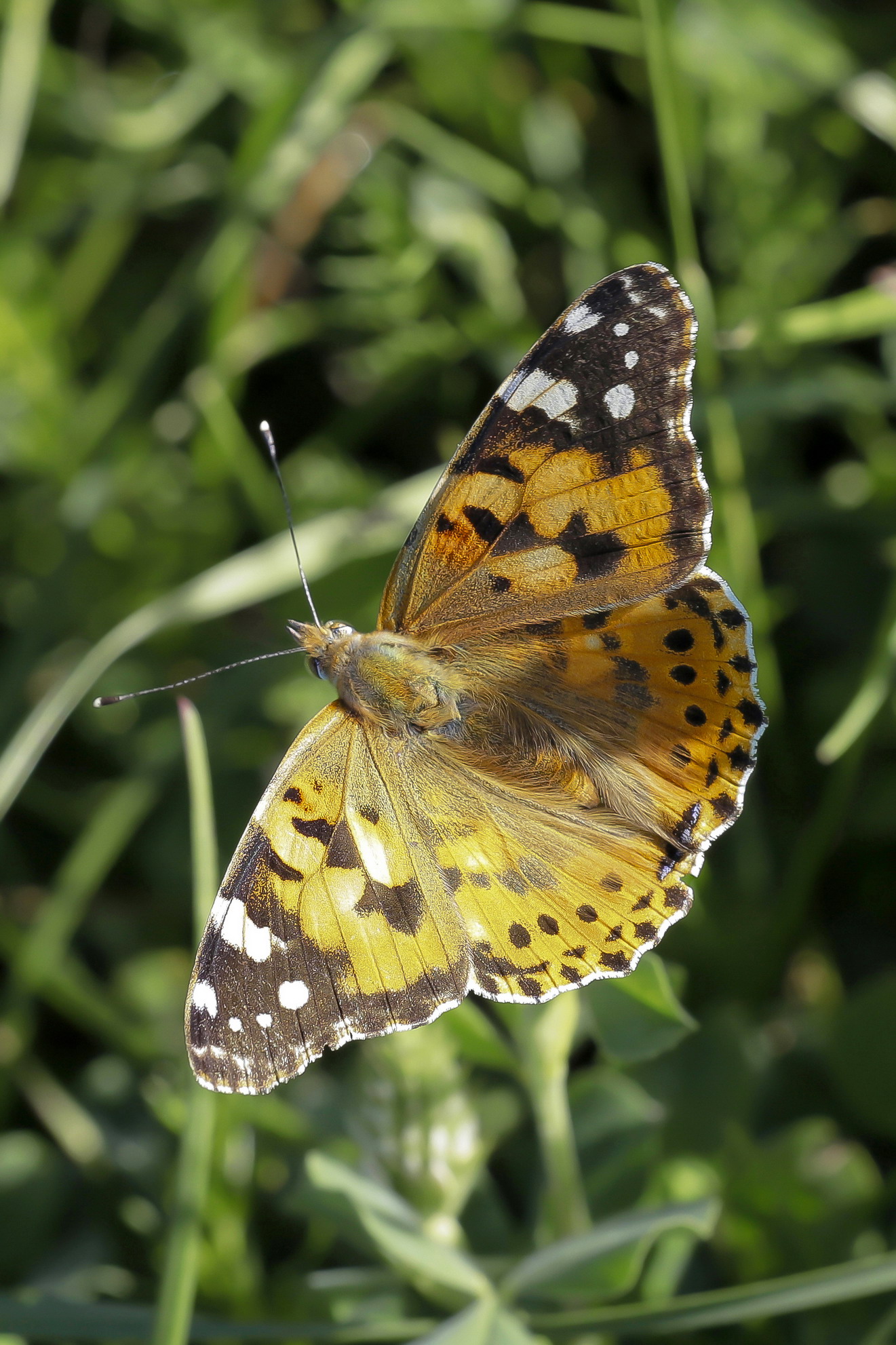 Vanessa Cardui