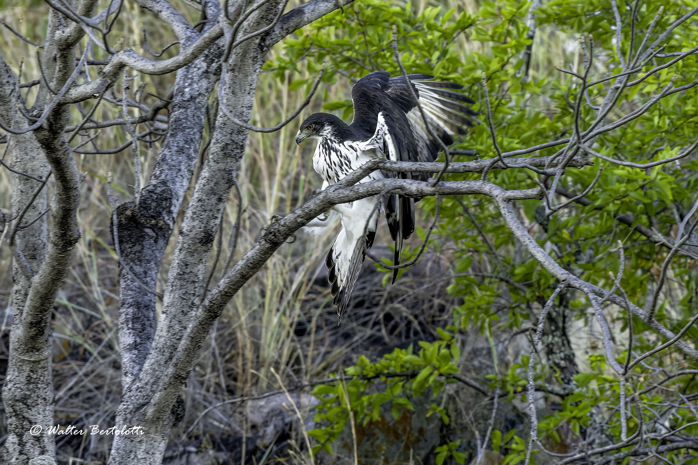 Aquila minore africana