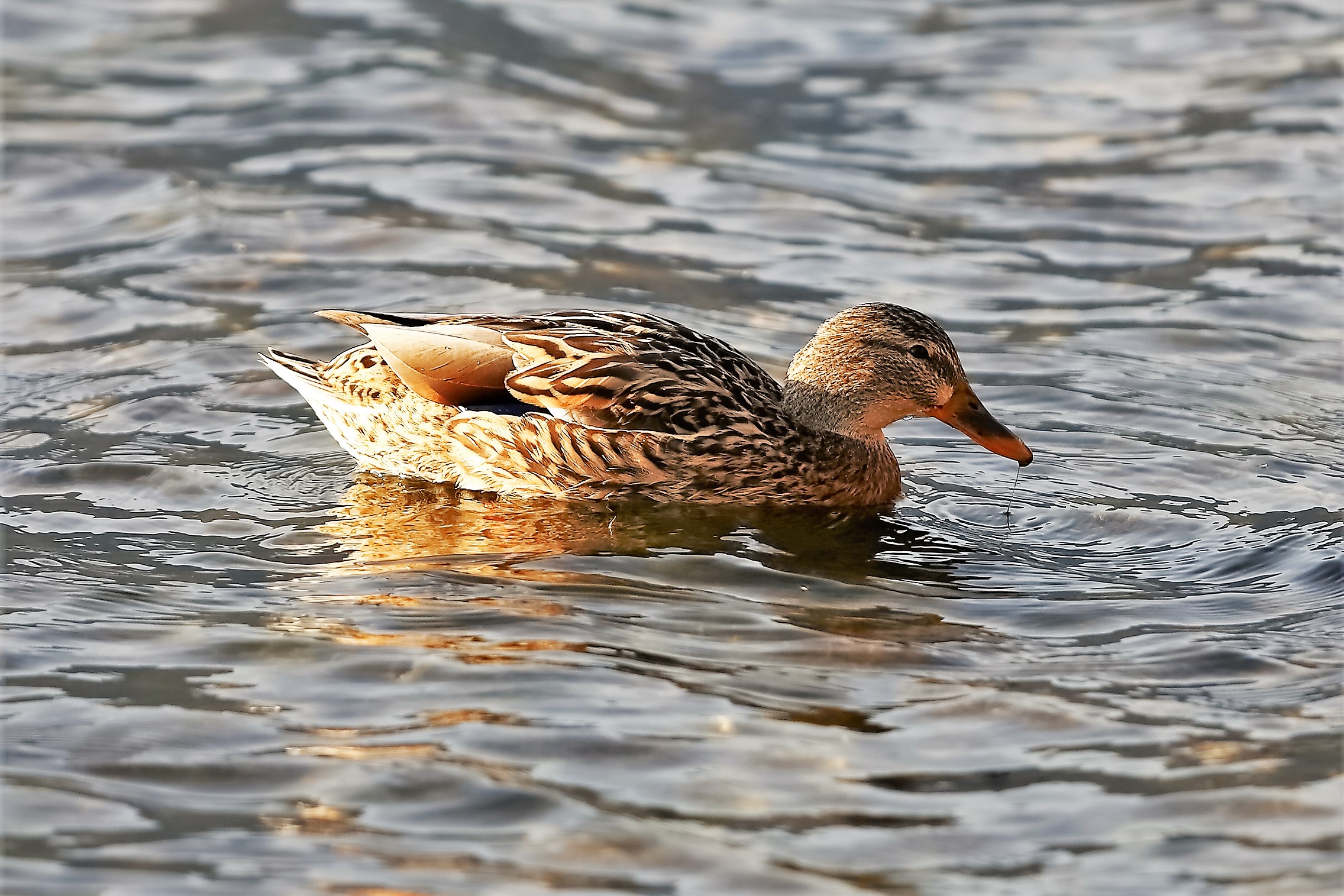 germano F 14 gennaio 2023