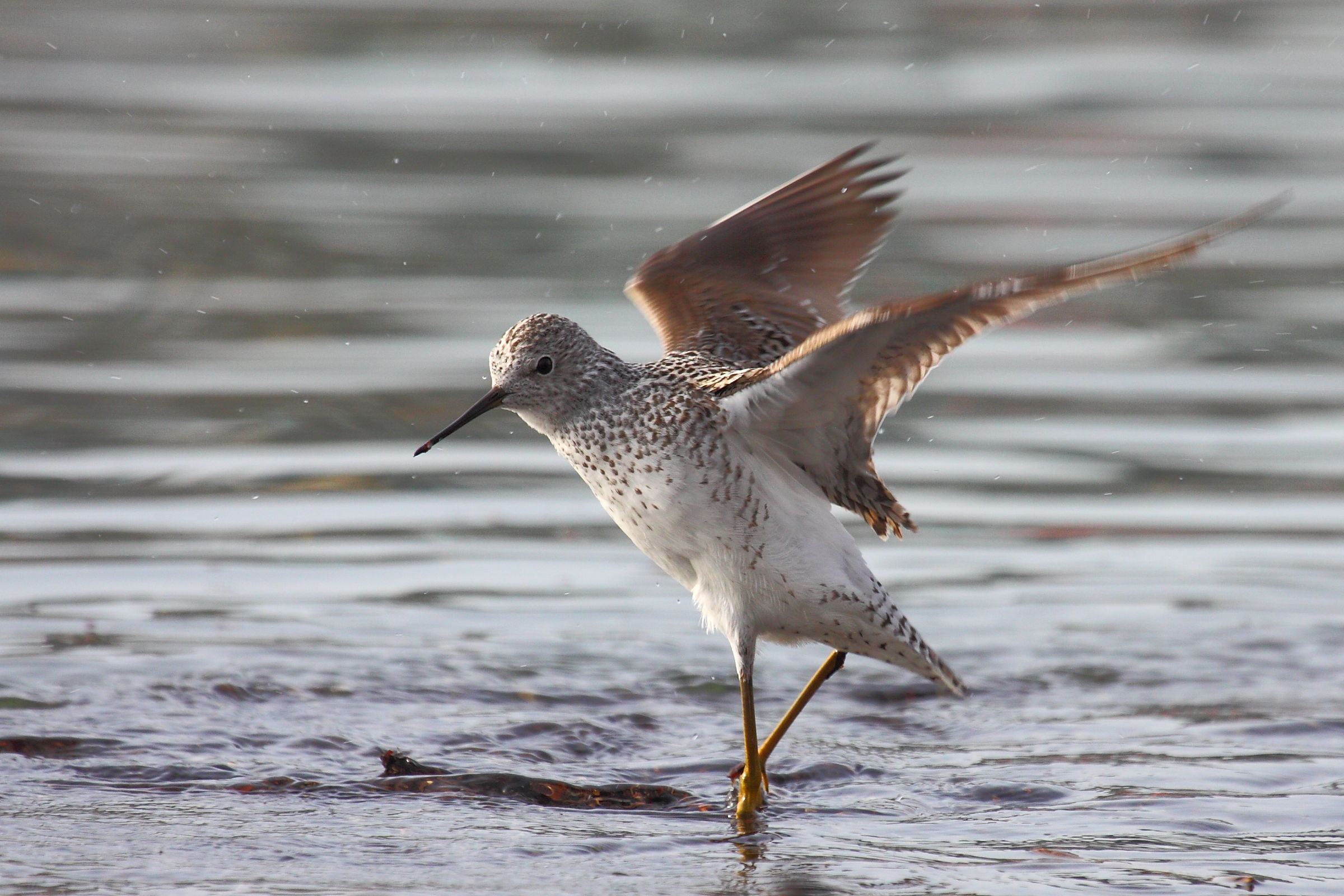 La danza dell'albastrello