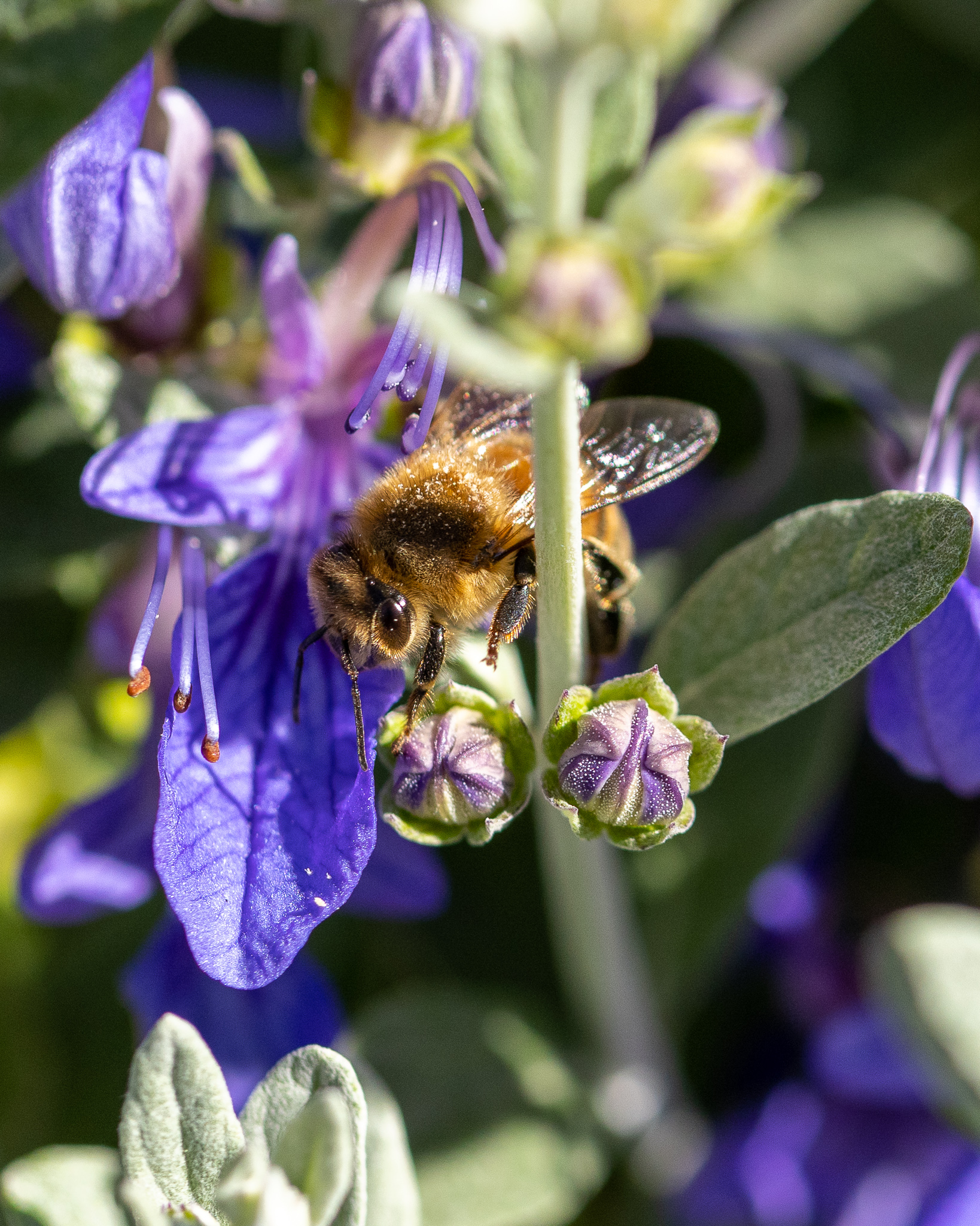 Ape su Teucrium fruticans
