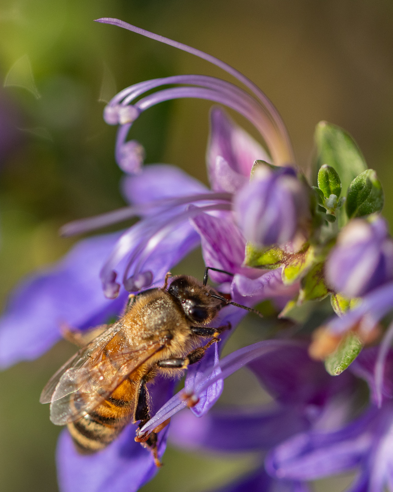 Ape su Teucrium fruticans