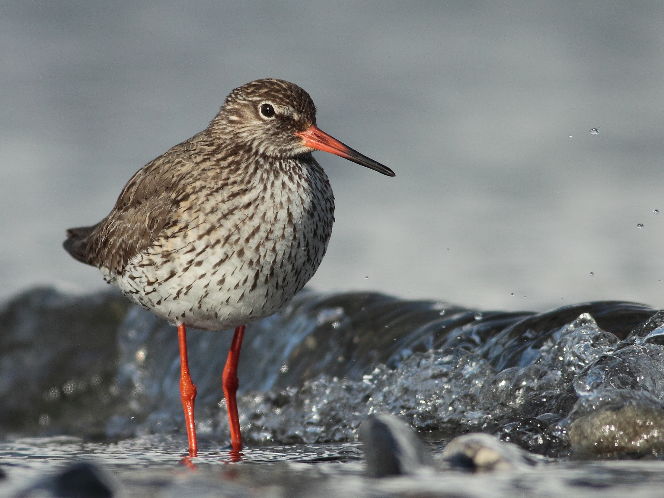 Redshank