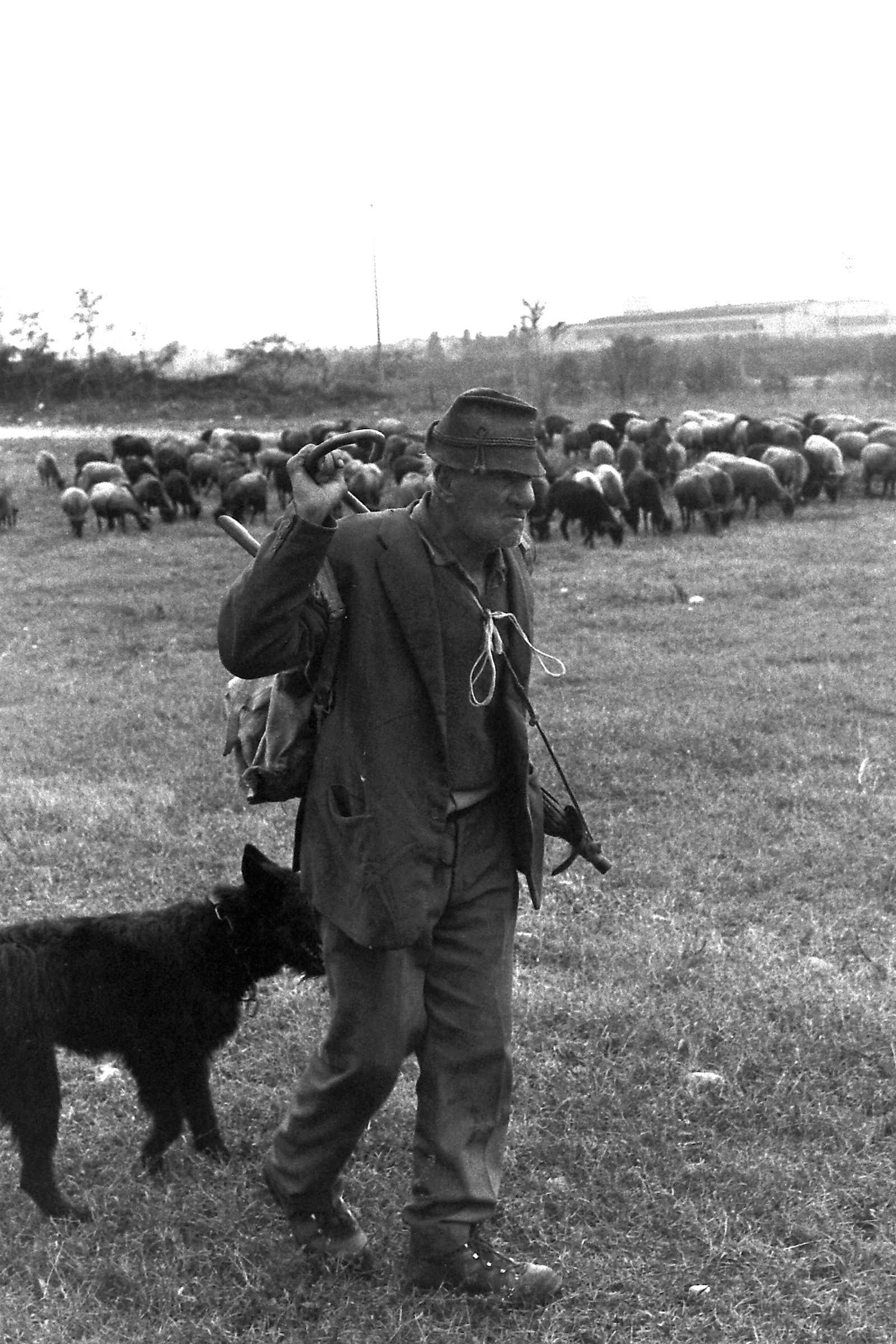 shepherd during transhumance