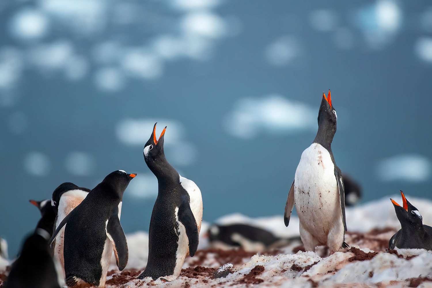 Penguin Colony Papua - Antarctica