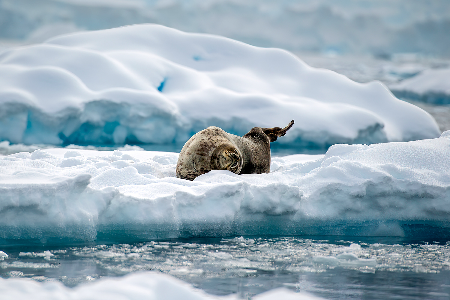 Weddel seal on Iceberg in Falnder Bay - Antarctica