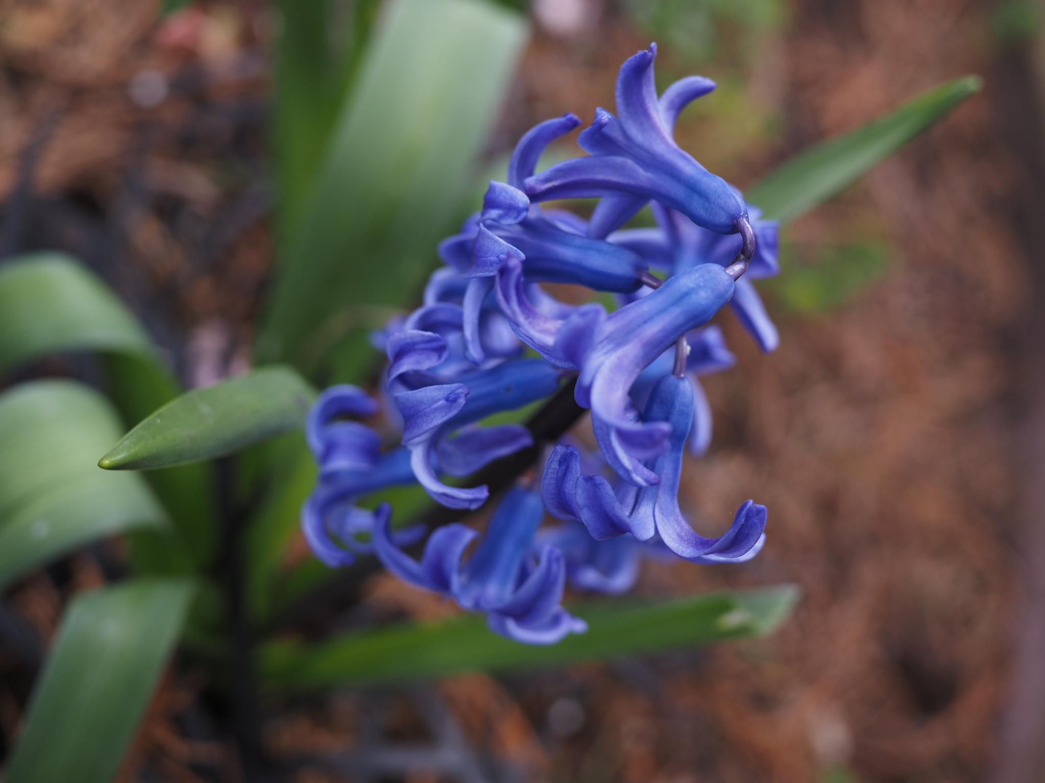 Fiore blu