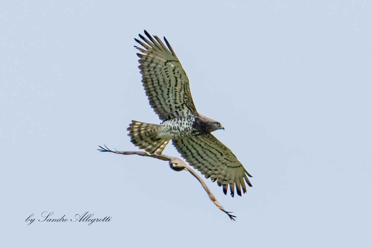 Il biancone (Circaetus gallicus)