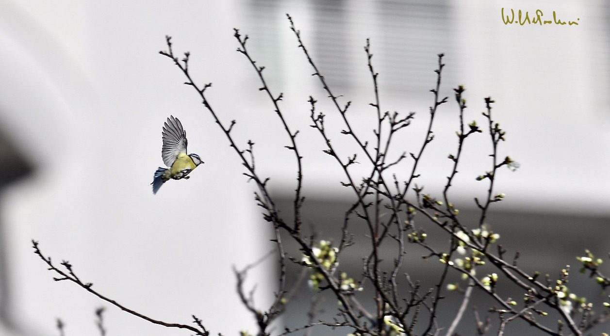 ... arrival...