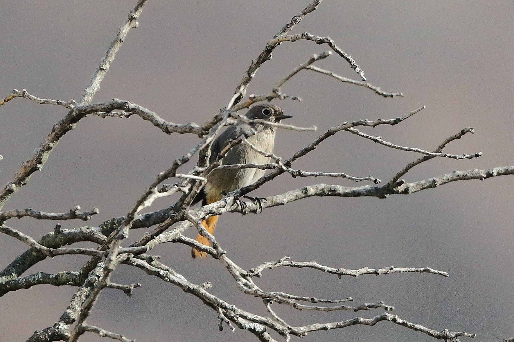 Codirosso 04 gennaio 2023