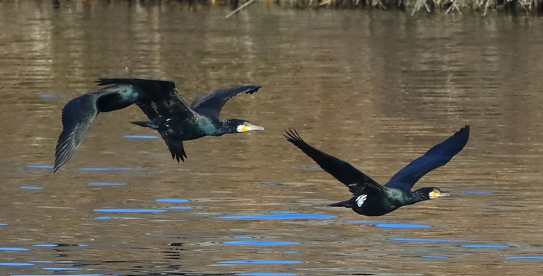 Cormorani 20-01-2023