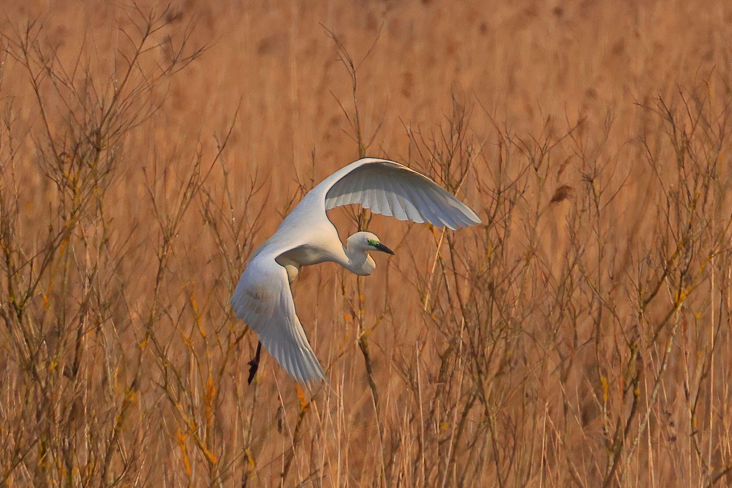 Egret