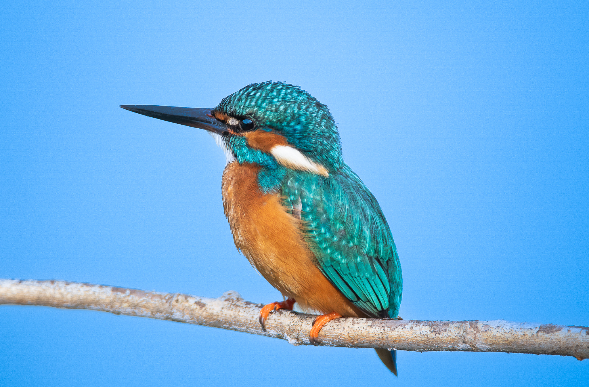 Da quanto non vedevo un Martin pescatore!