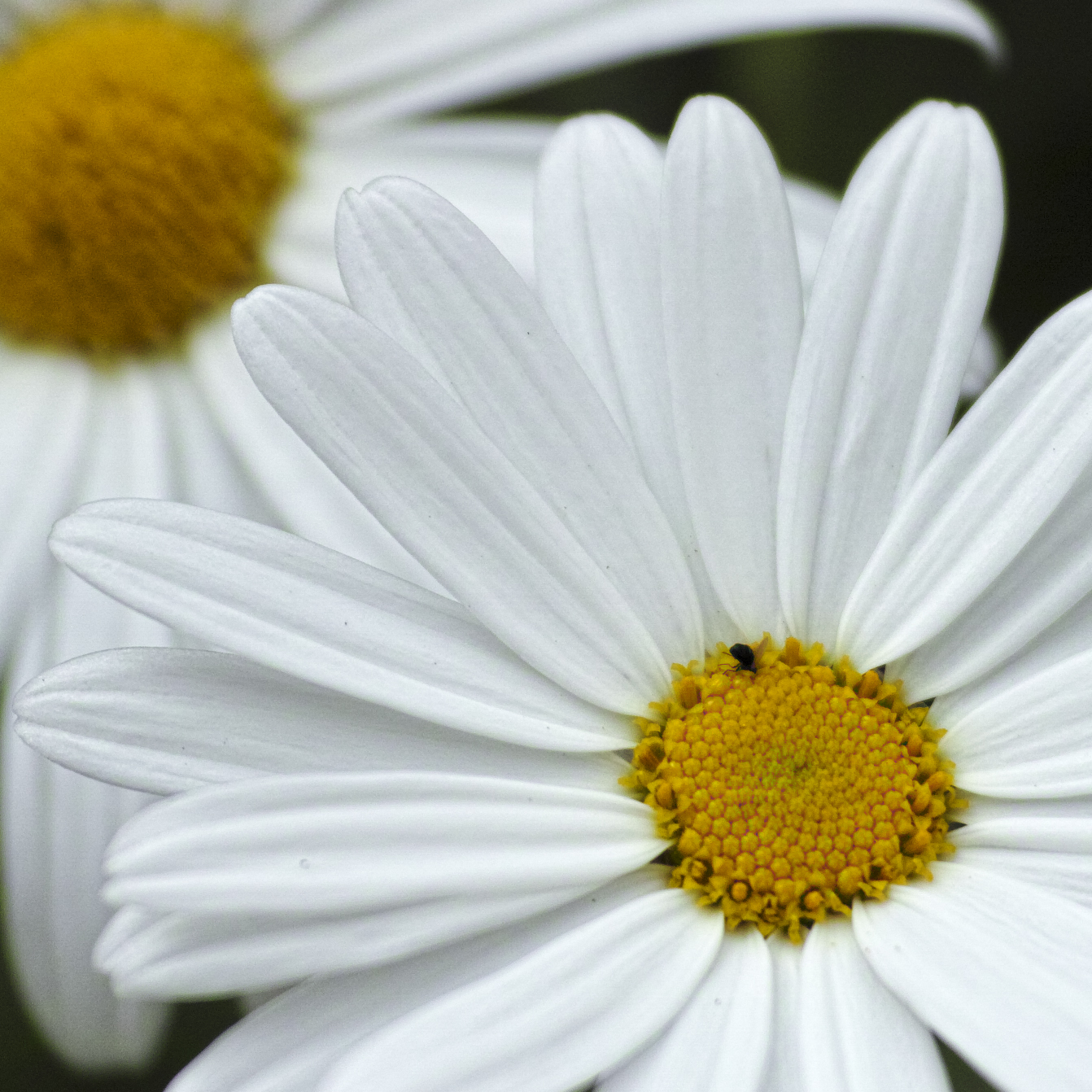 Piatto ricco... mi ci ficco!