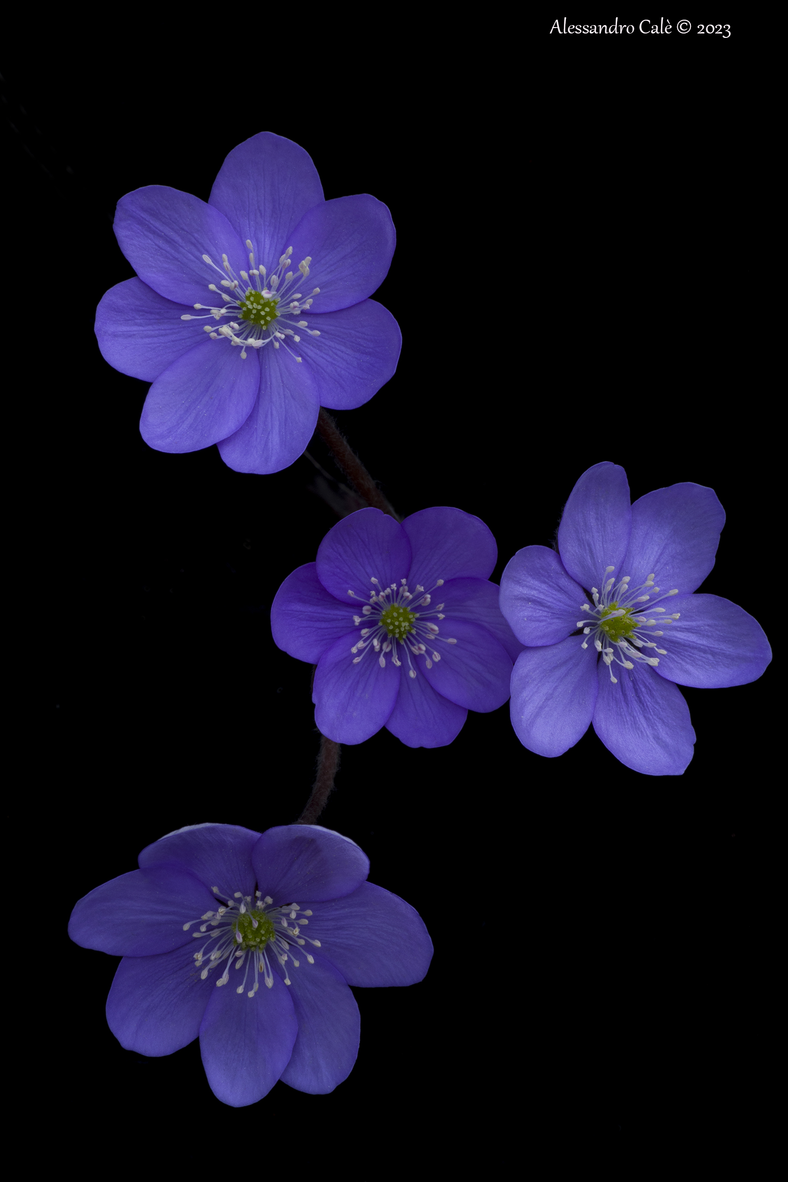 Hepatica nobilis (Anemone epatica) 9750