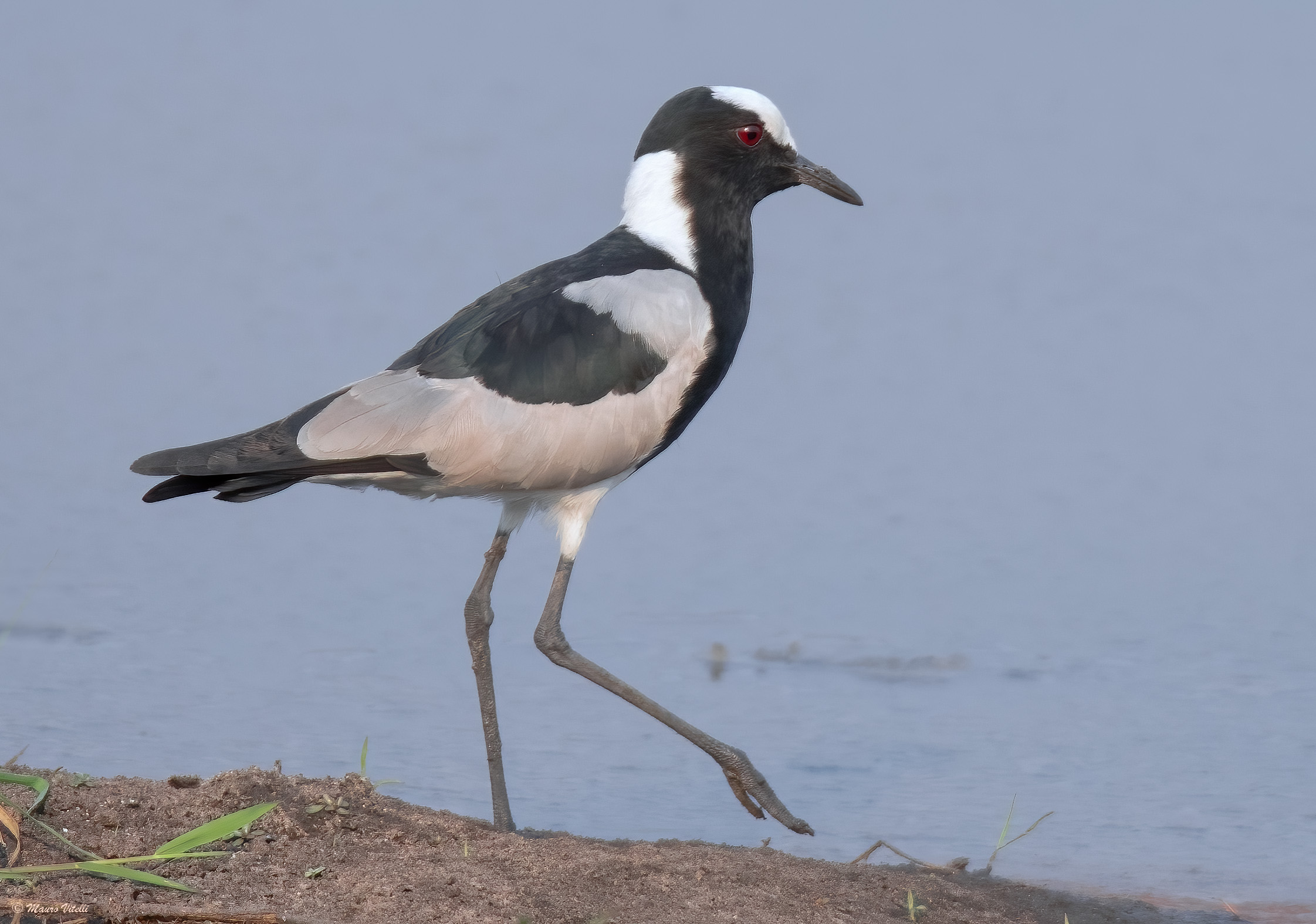 Armed lapwing