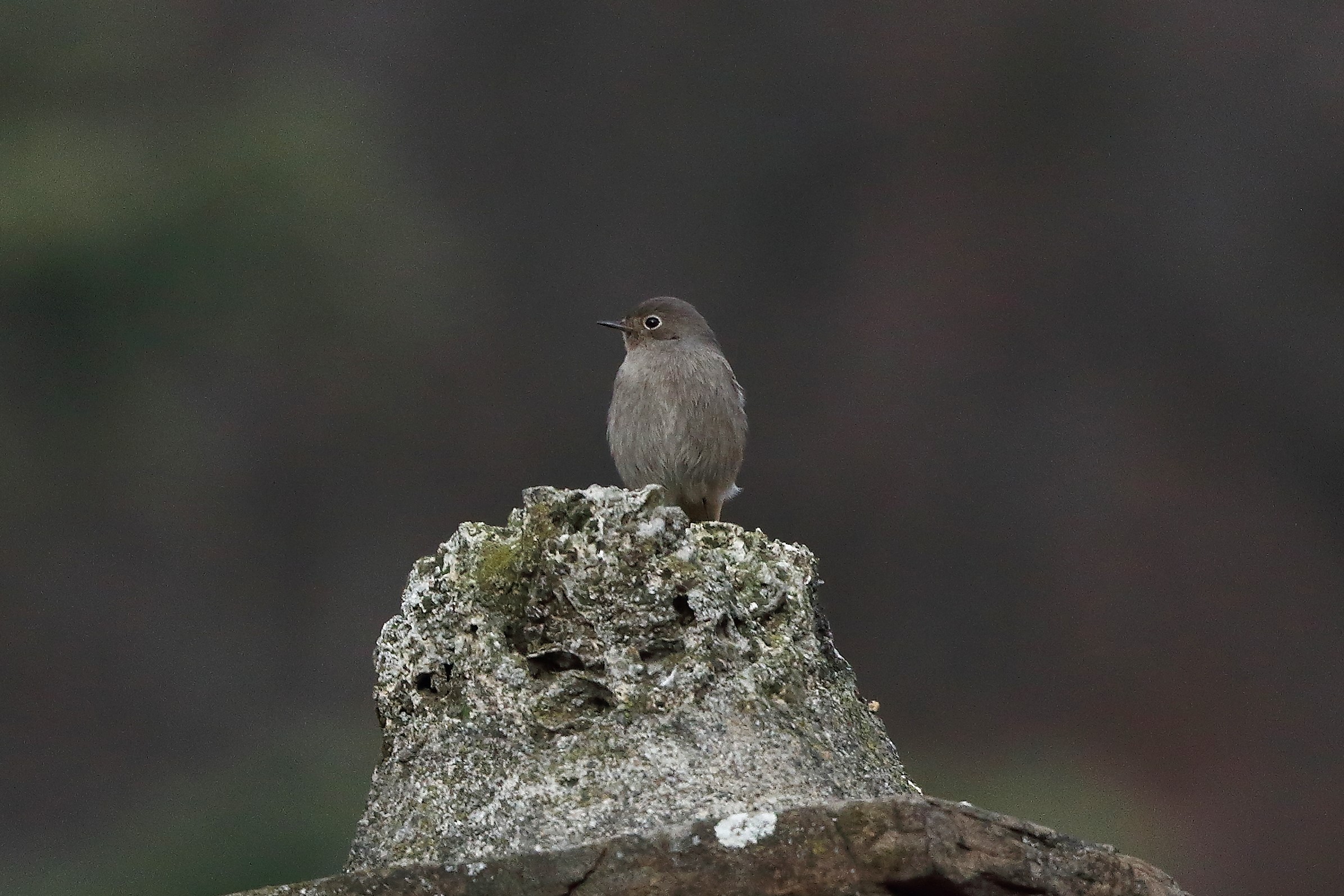 Codirosso 04 gennaio 2023