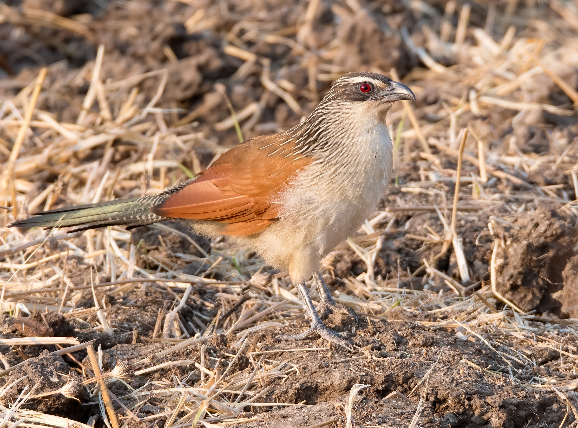 White-browed cuckoo