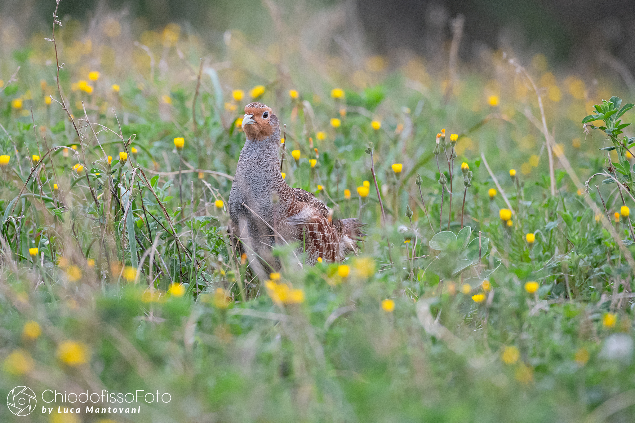 Partridge among the flowers