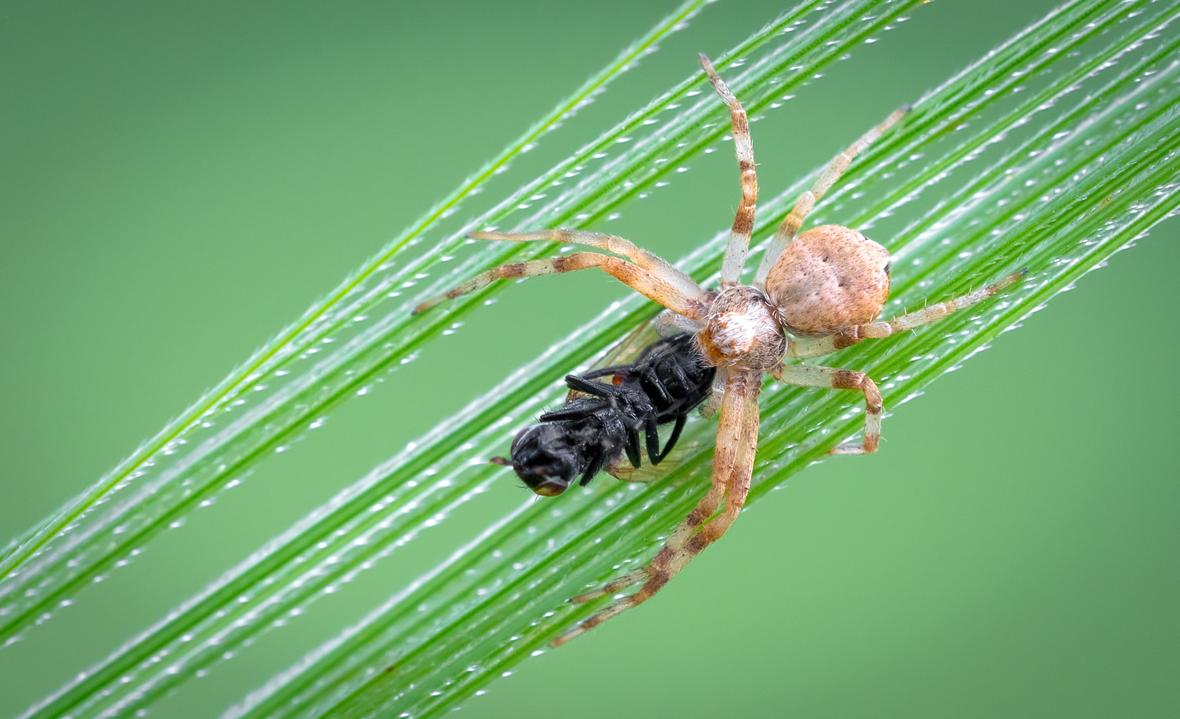 alimentazione del ragno