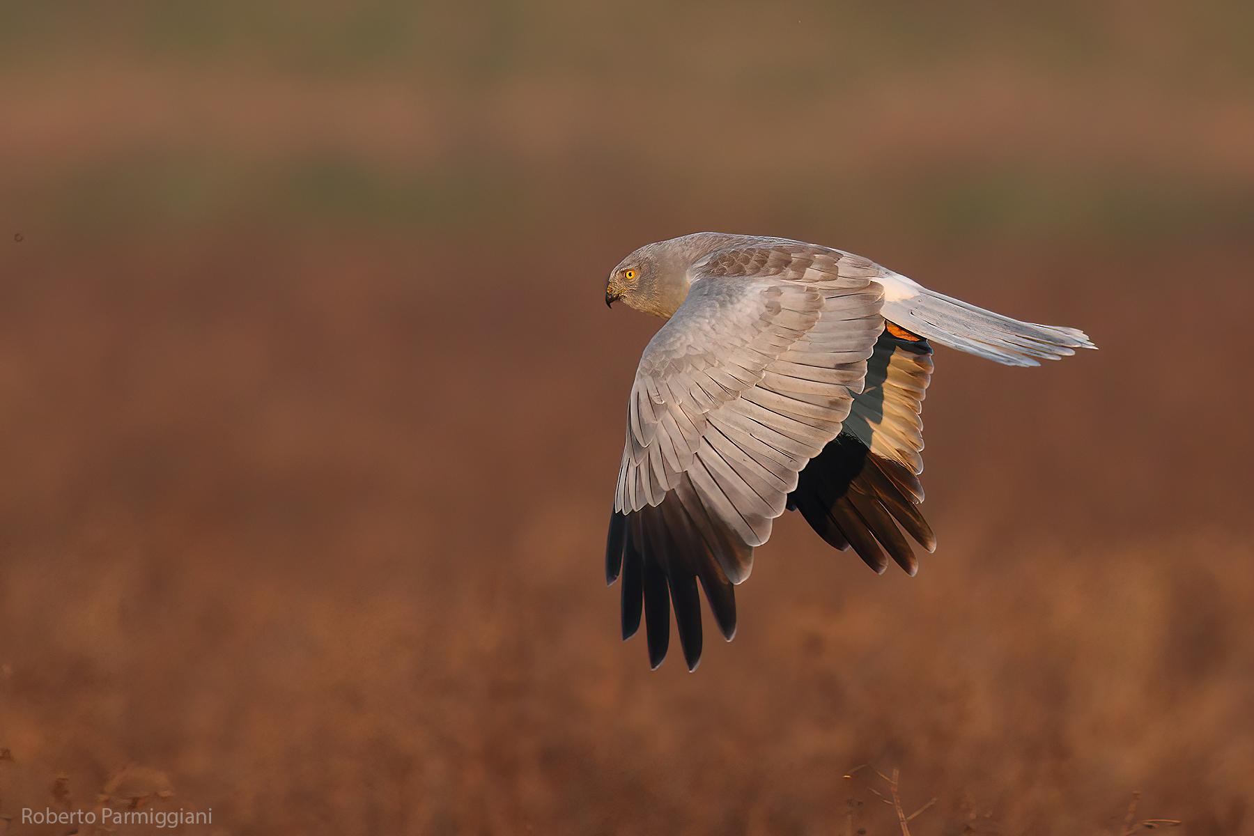 Albanella reale, ultima luce