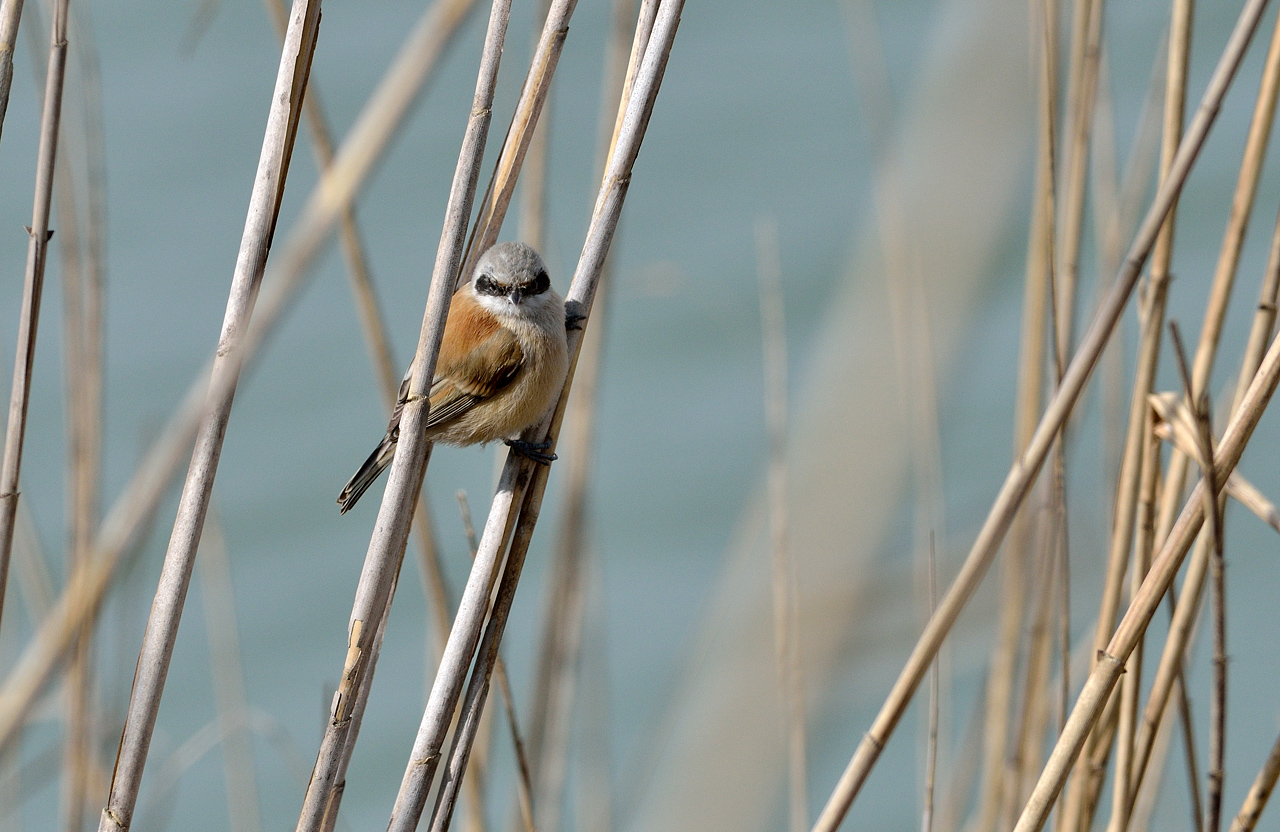 pendolino ambientato