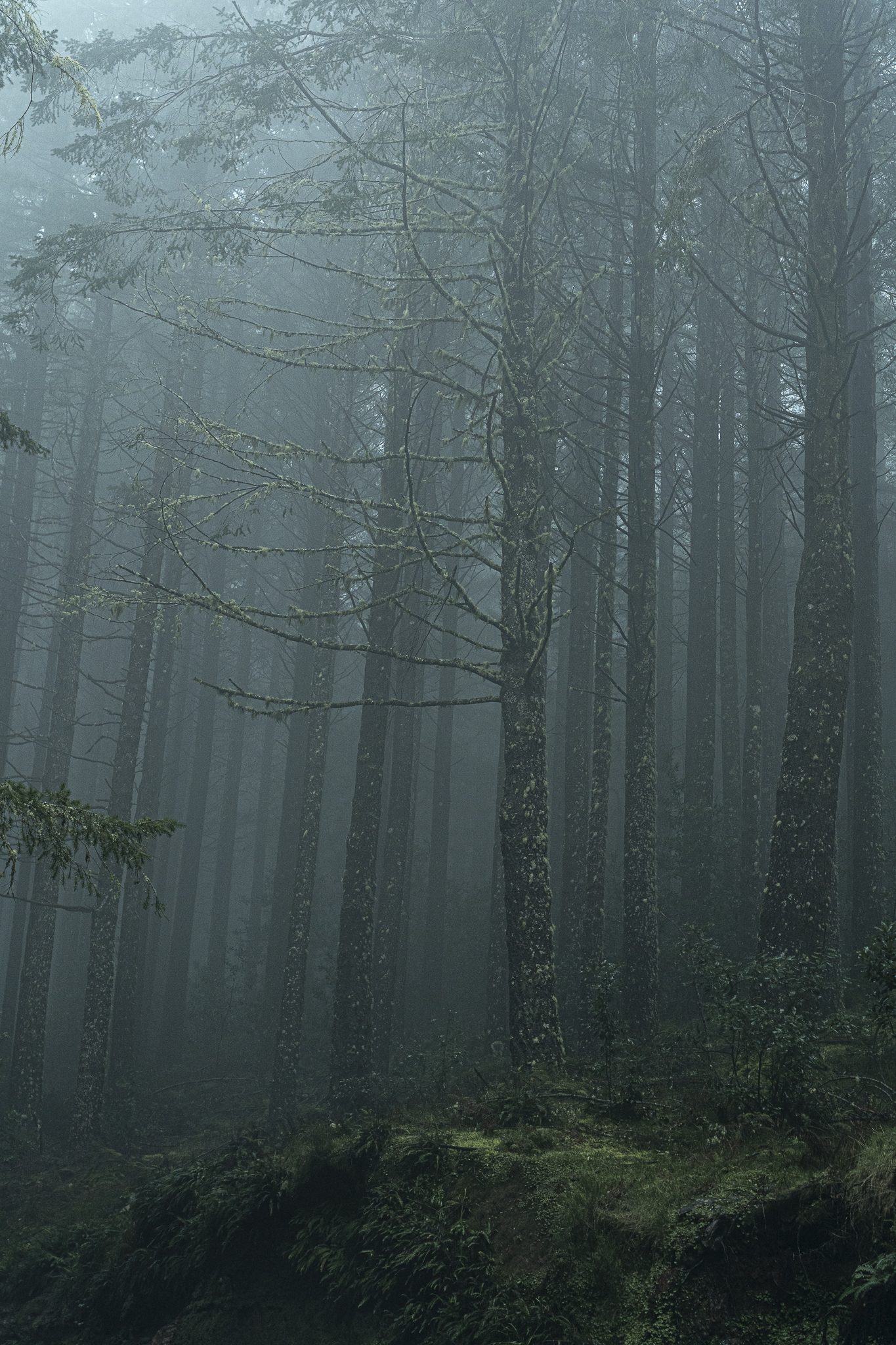 Forest in the fog