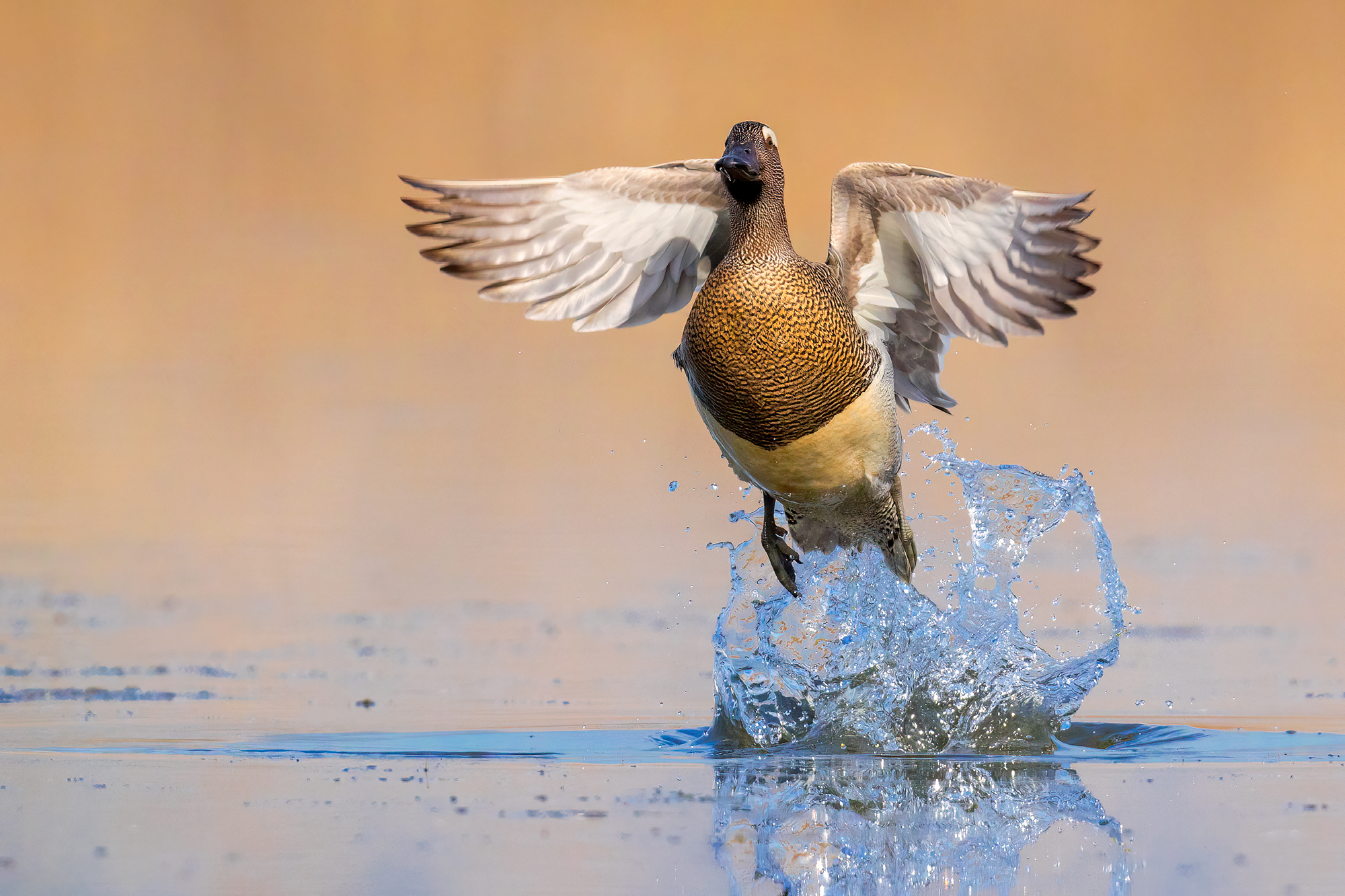 Lo Stacco (Marzaiola)