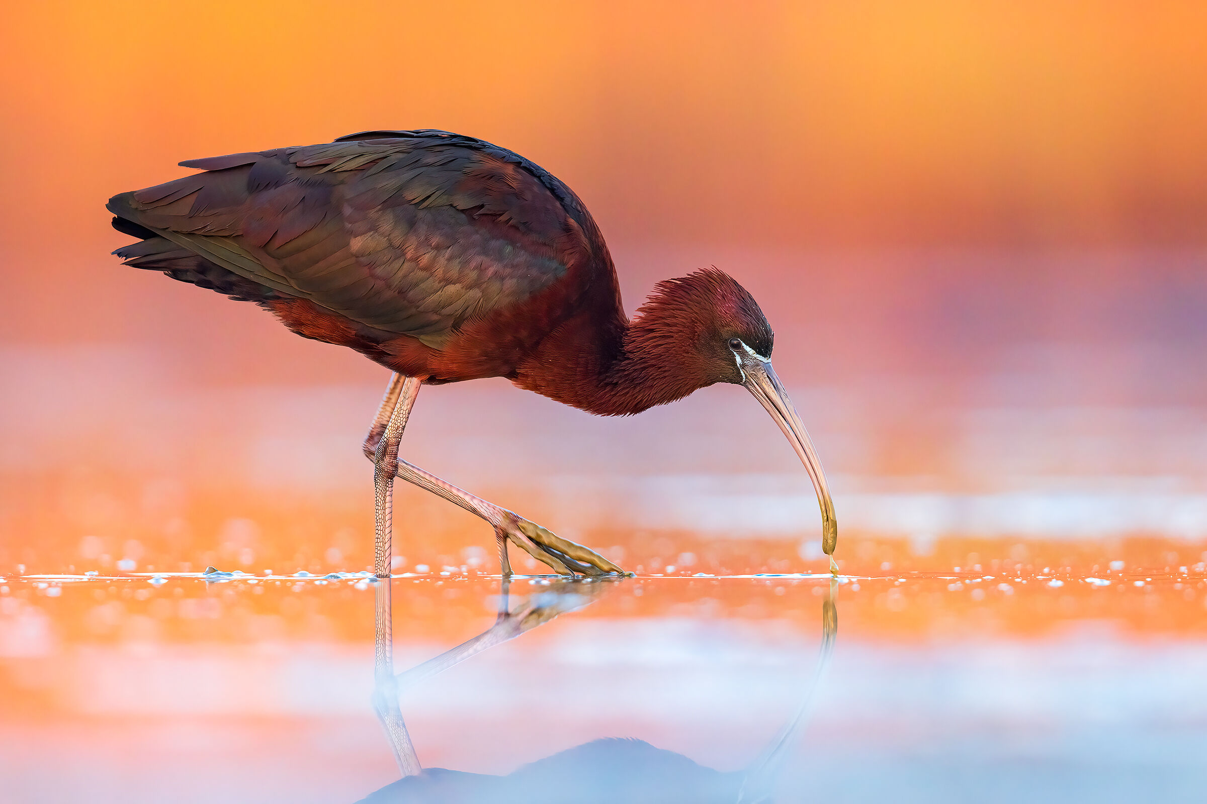 Glossy ibis