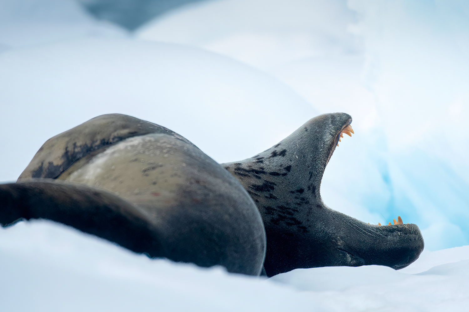 Leopard seal in Pettermen Island Antarctica