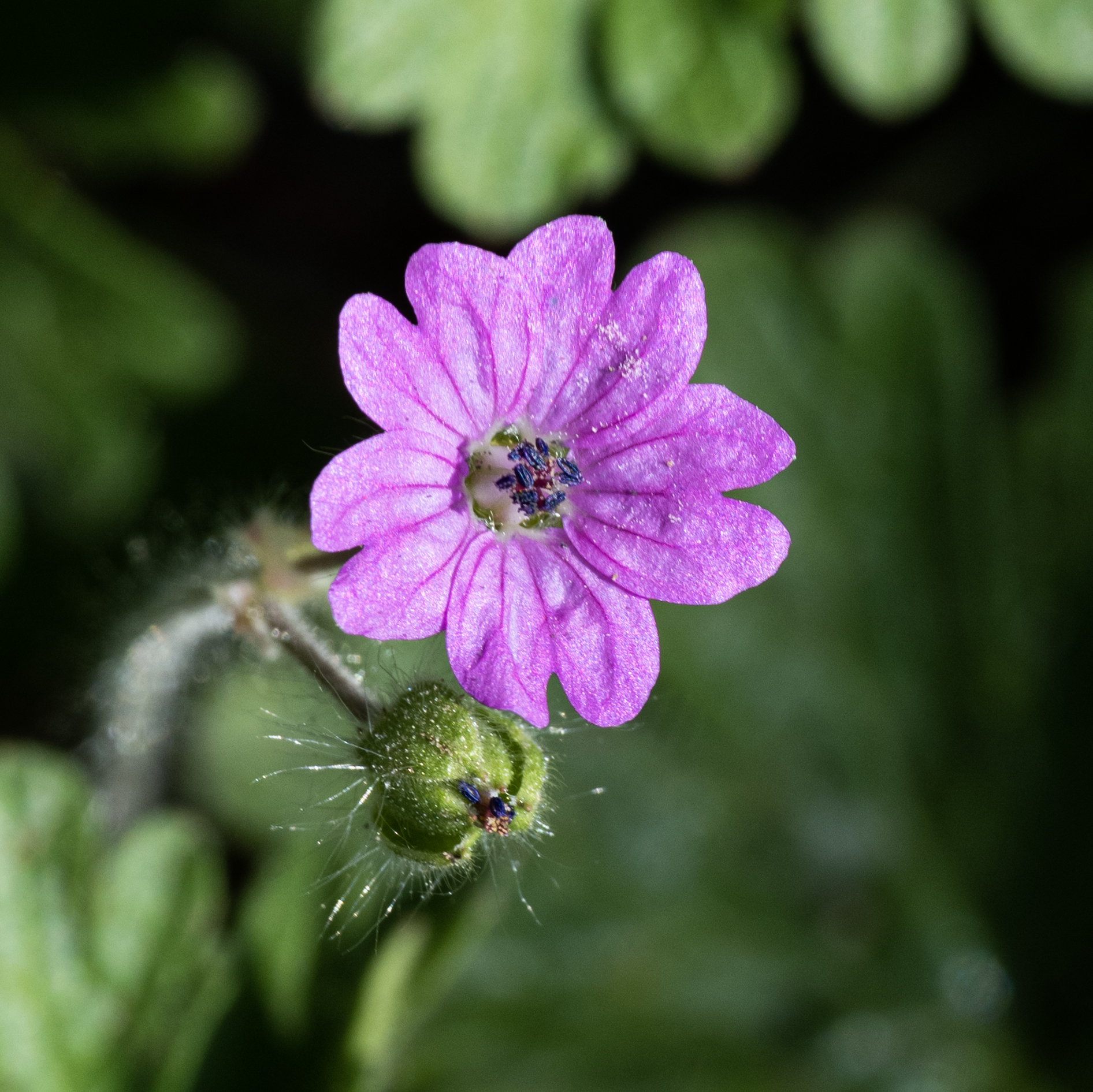 Geranium molle