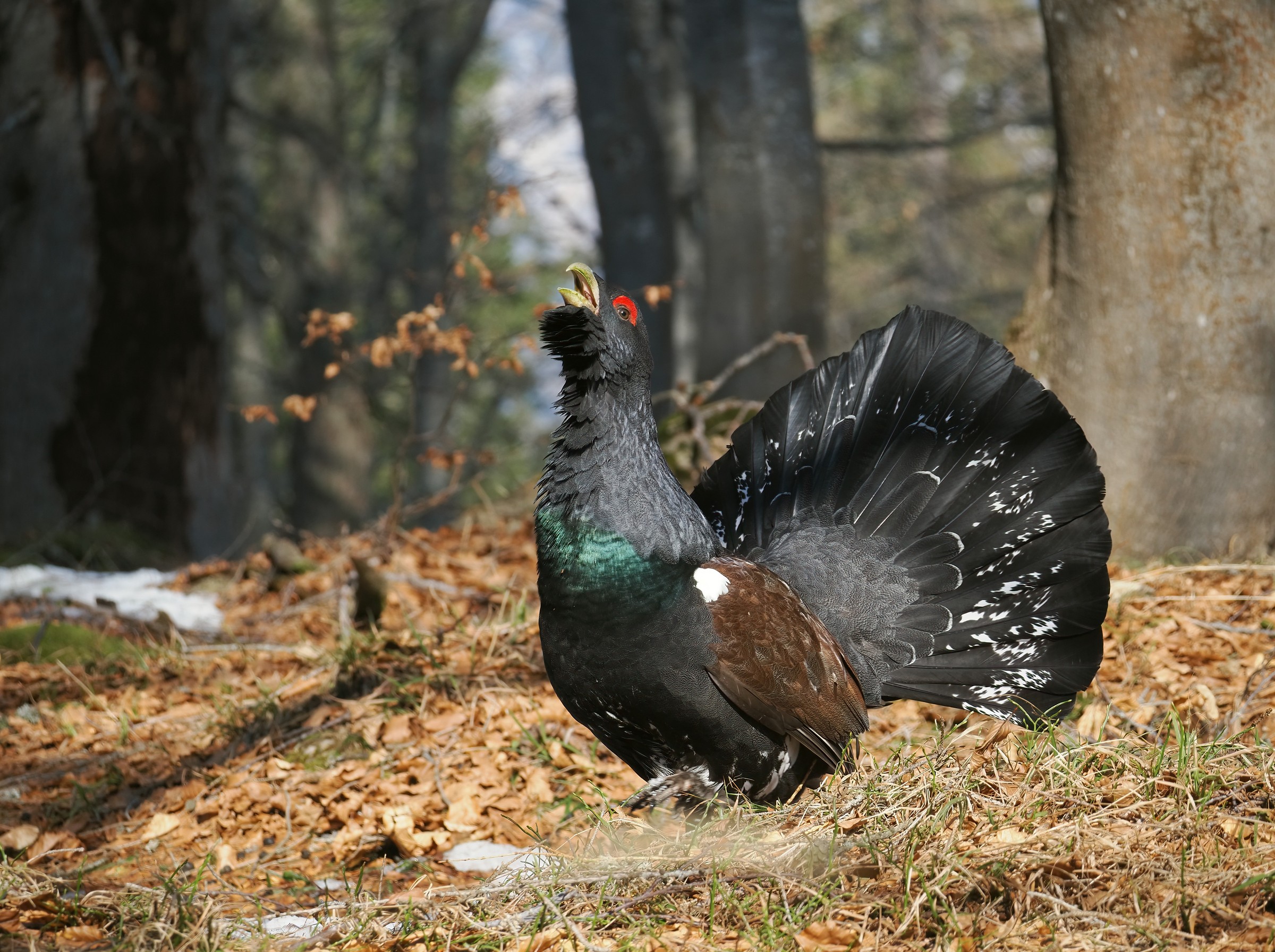 Meeting in the beech forest
