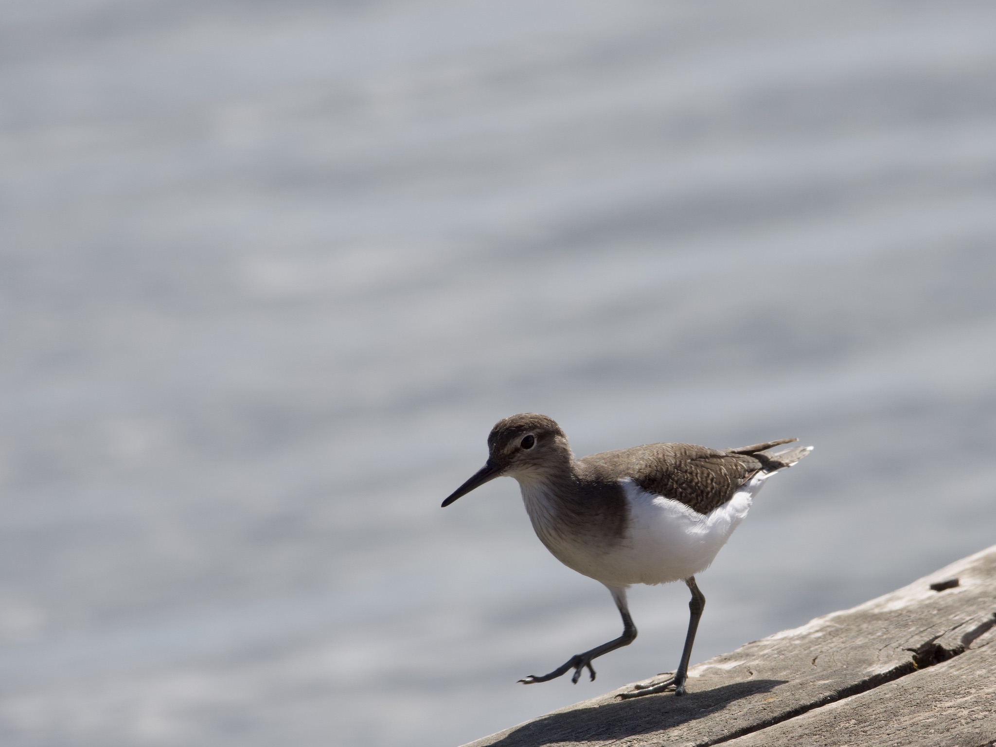 Greenshank