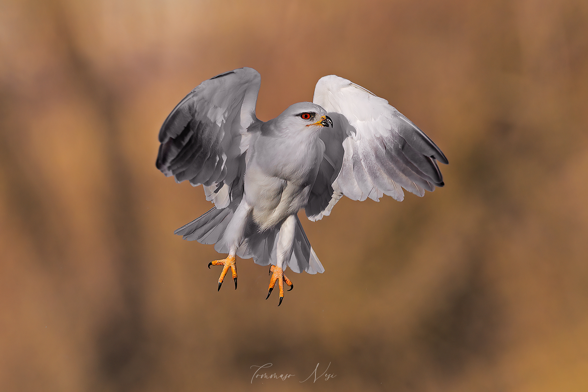 L'Angelo della Morte