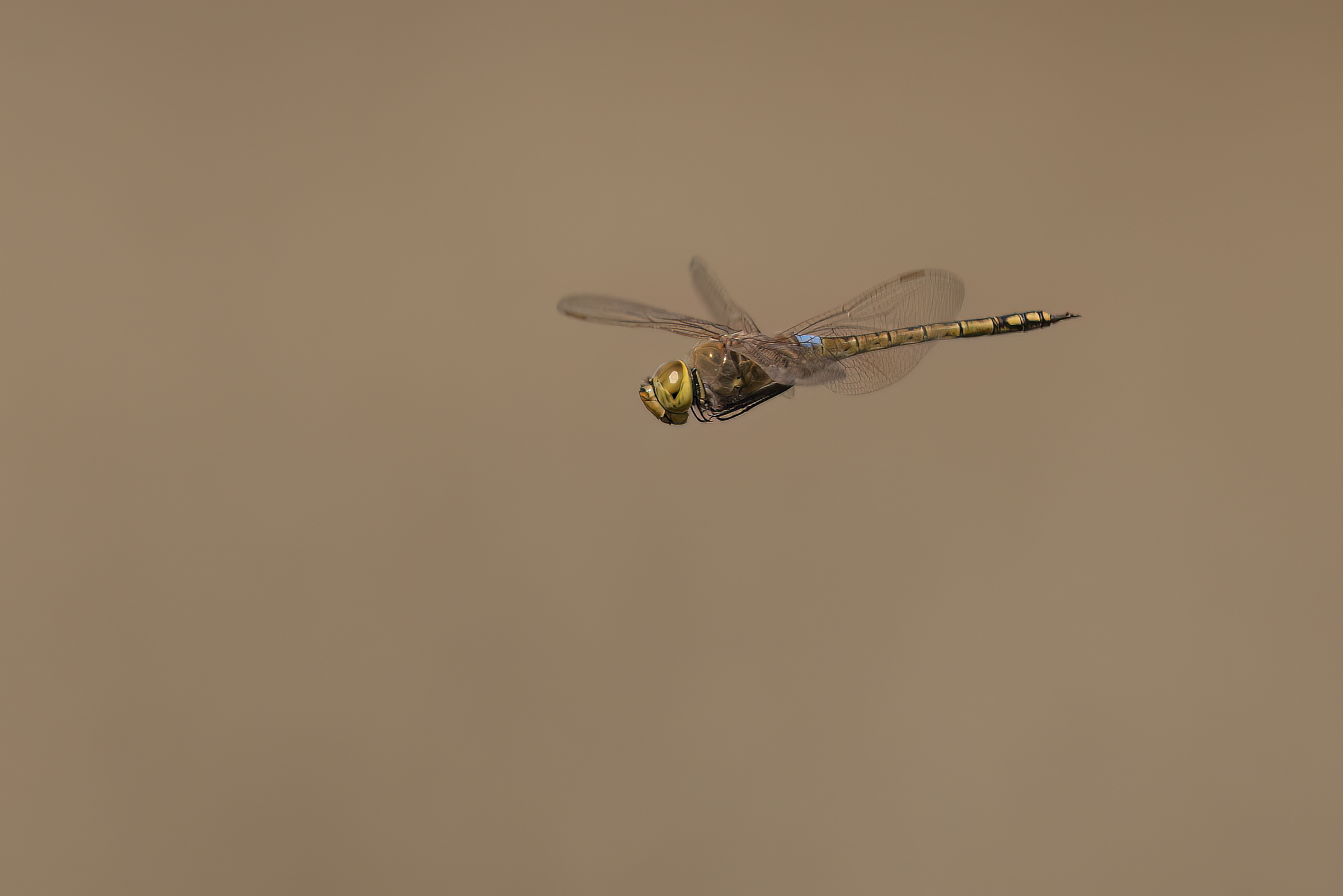 close-up con 500 mm