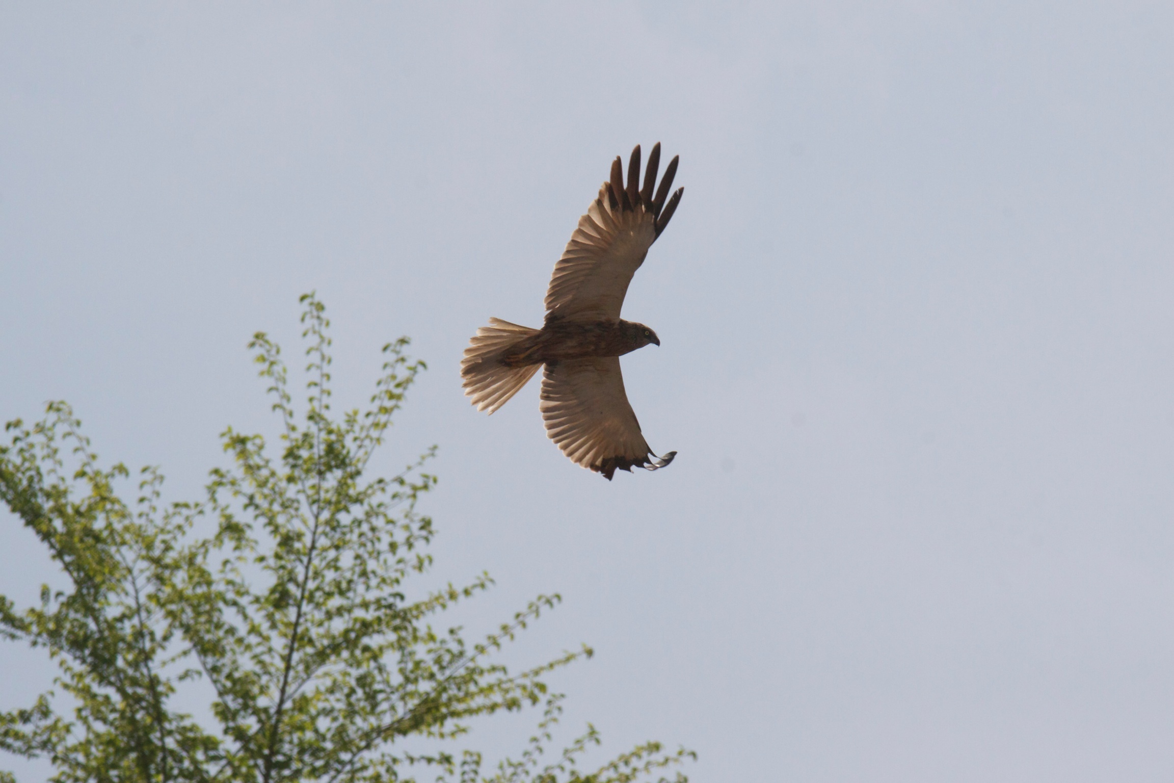 Marsh Harrier