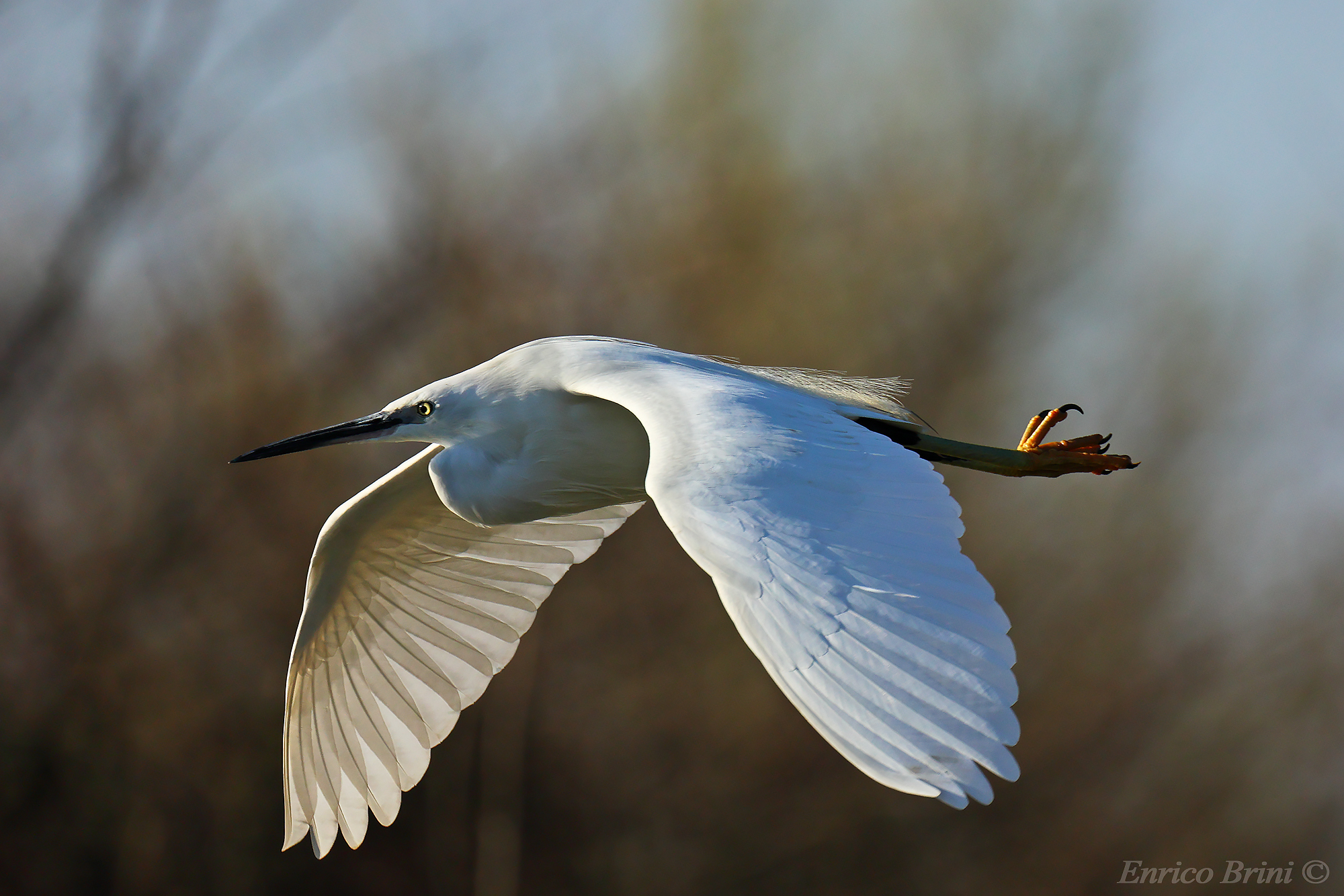 Egret