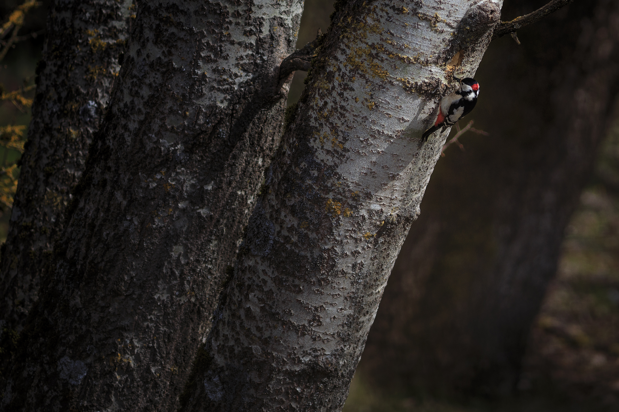 Picchio rosso maggiore