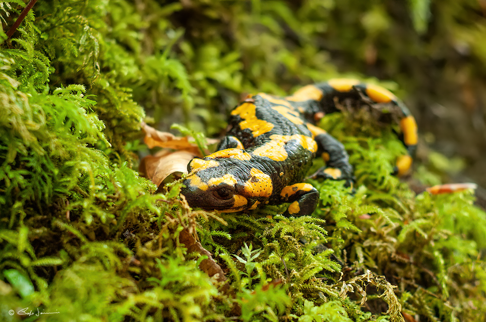 Salamandra salamandra