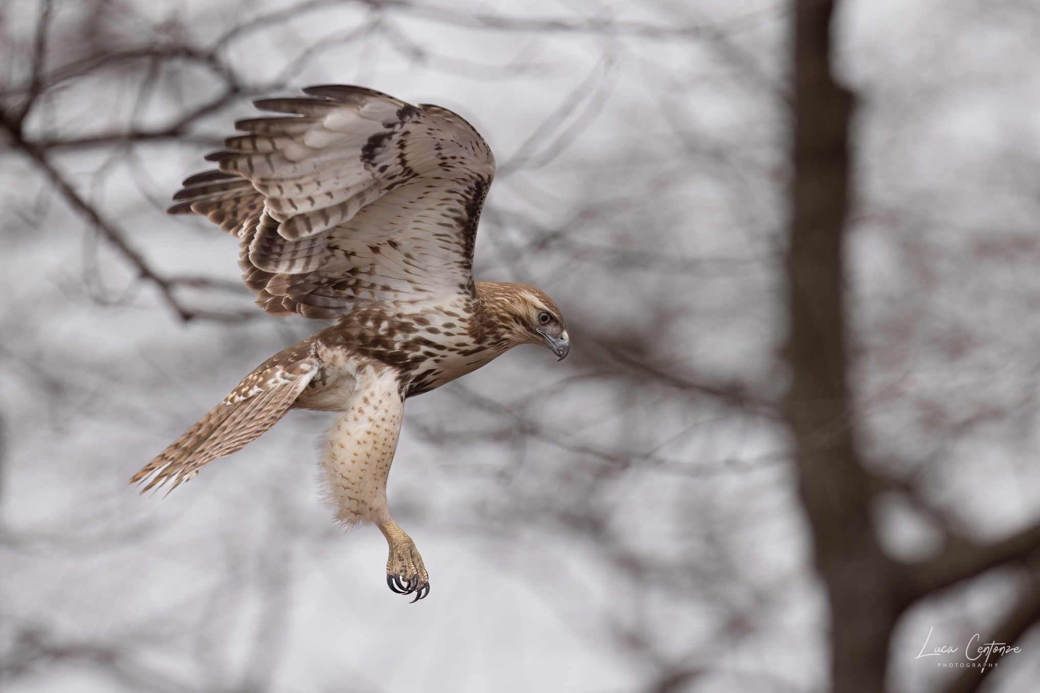 Young Red-tailed Hawk