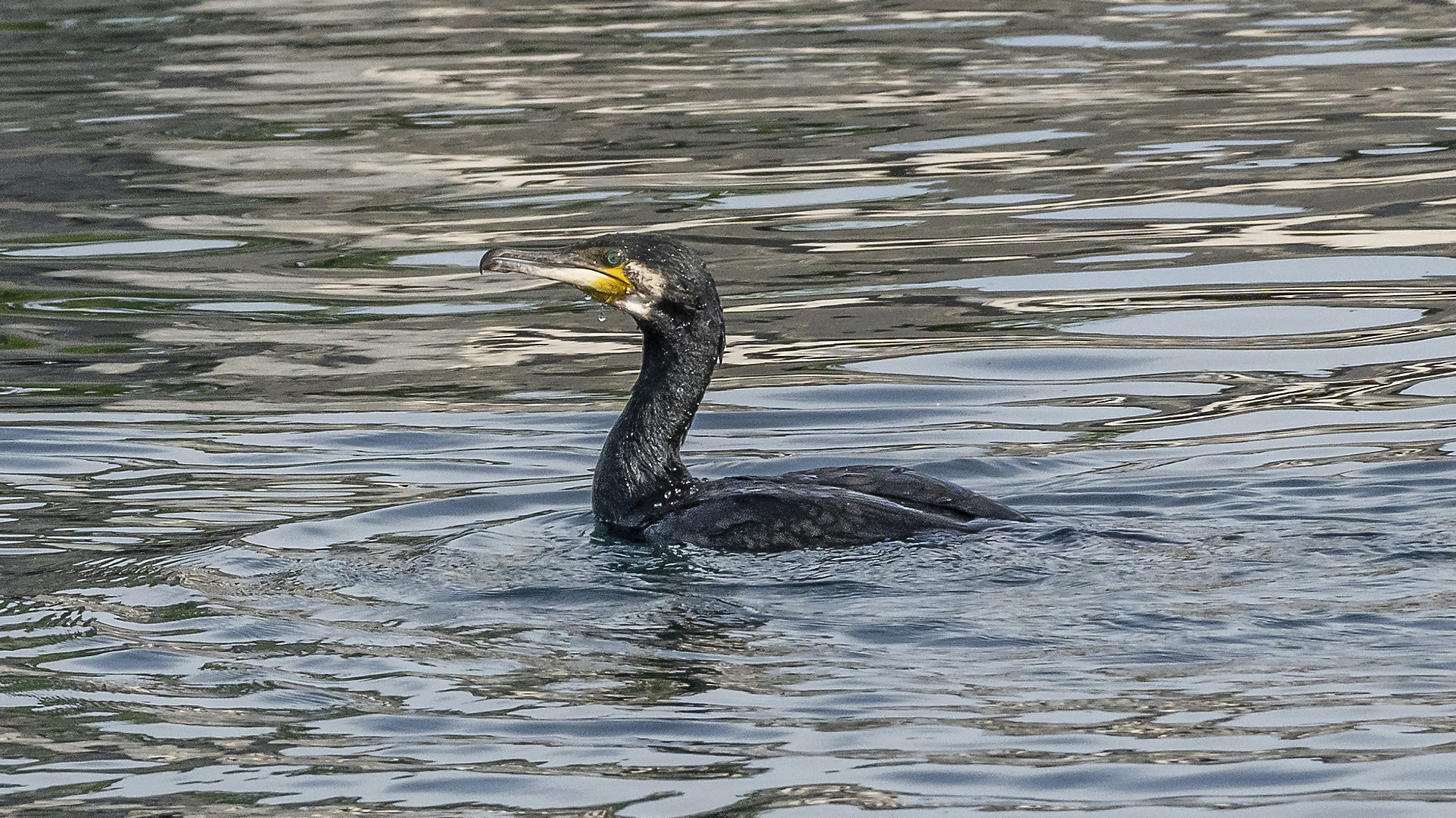 Cormorant