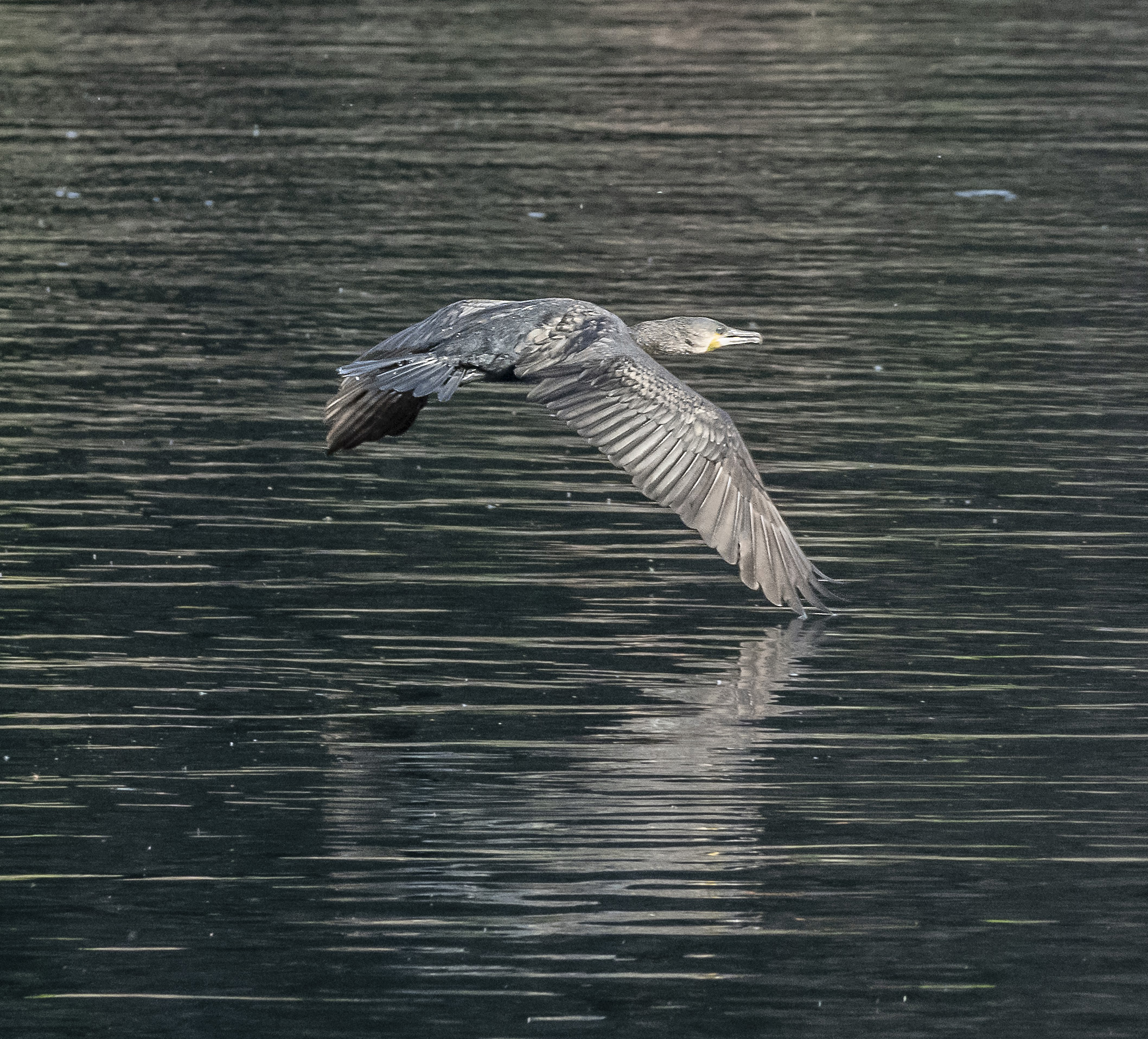 Cormorant Flight - 3